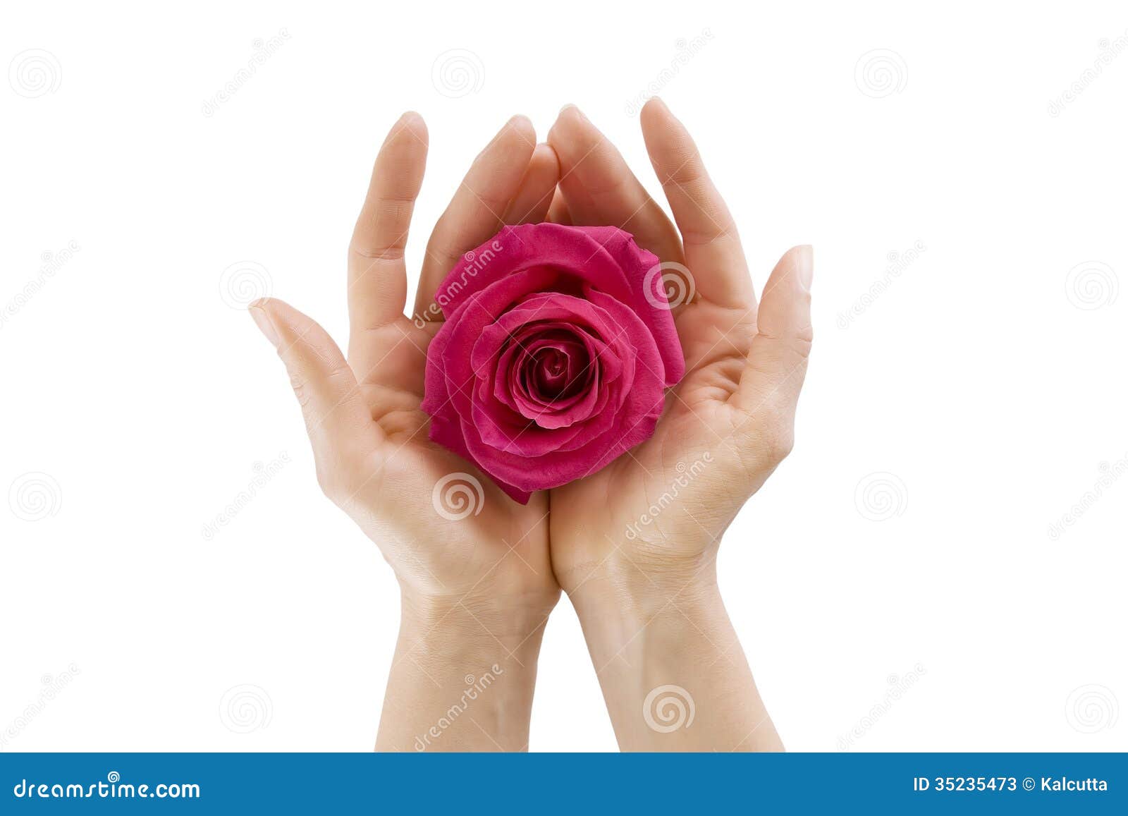 Female Hands Holding Rose On White Isolated, Close-up Stock Photos ...