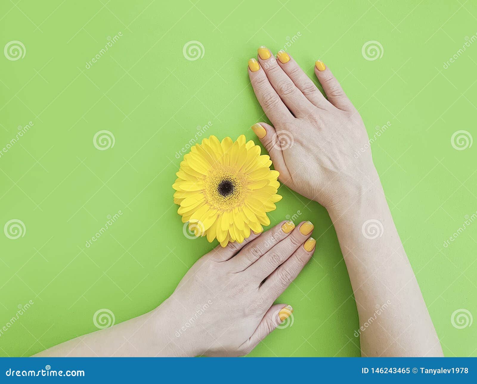 Female Hands Manicure Gerbera Stylish Elegance Flower On Colored Background Stock Image Image