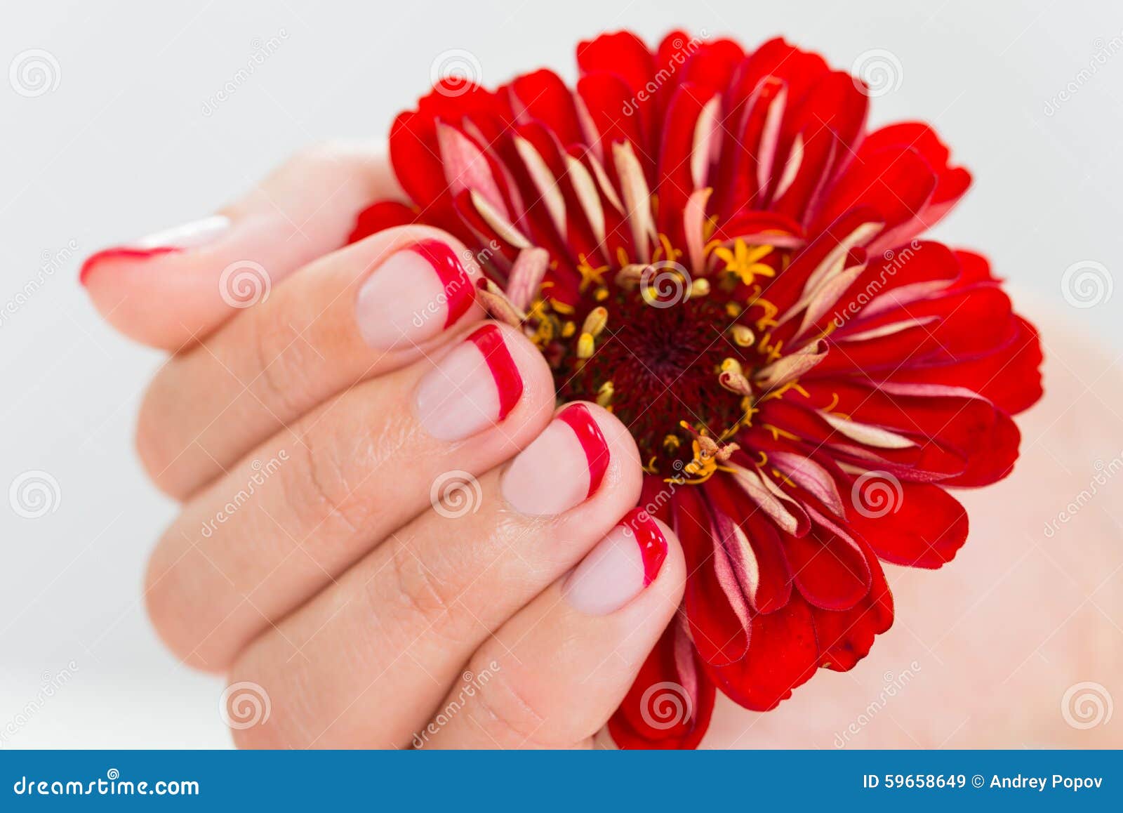 Female Hands With Manicure Nail Holding Gerbera Stock Image Image Of Care Luxury 59658649