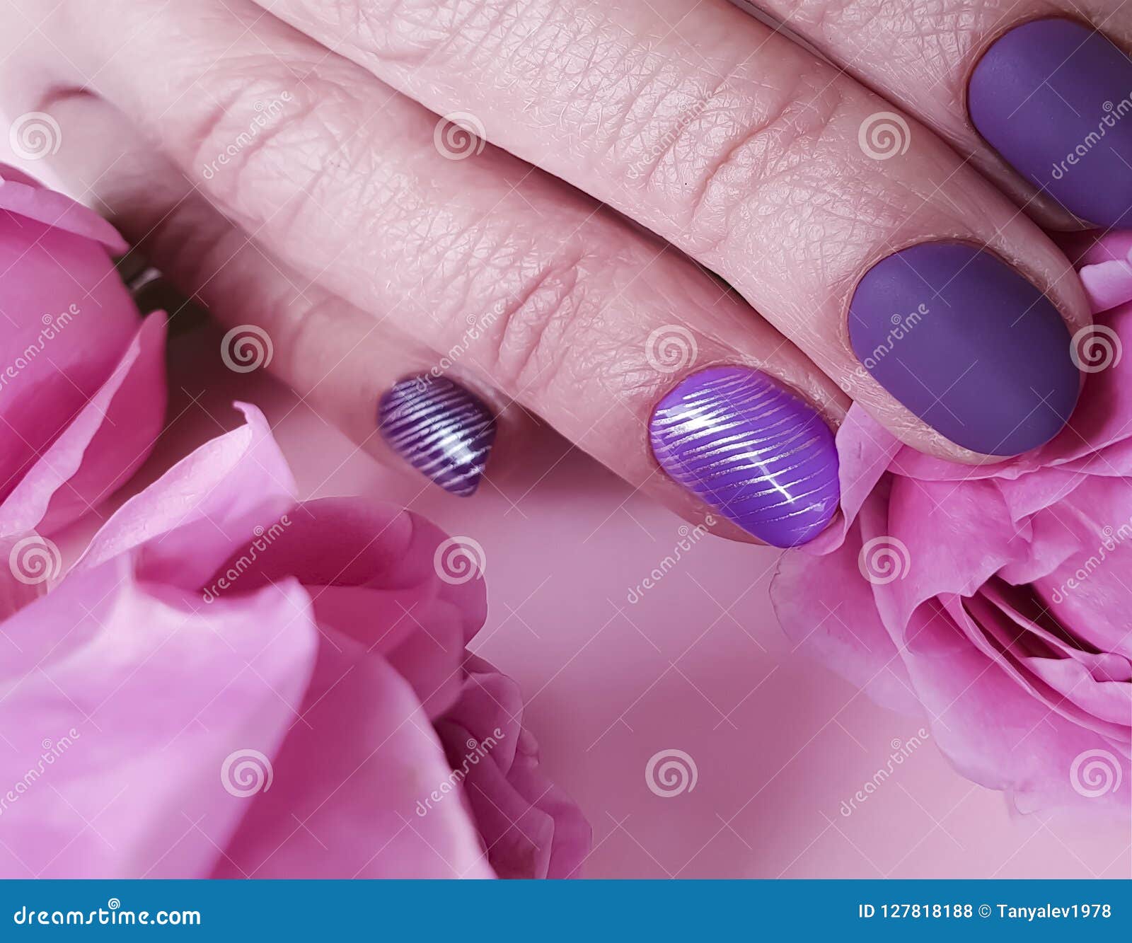 Female Hands Manicure Purple Delicate , Passion Fashion Delight Closeup ...