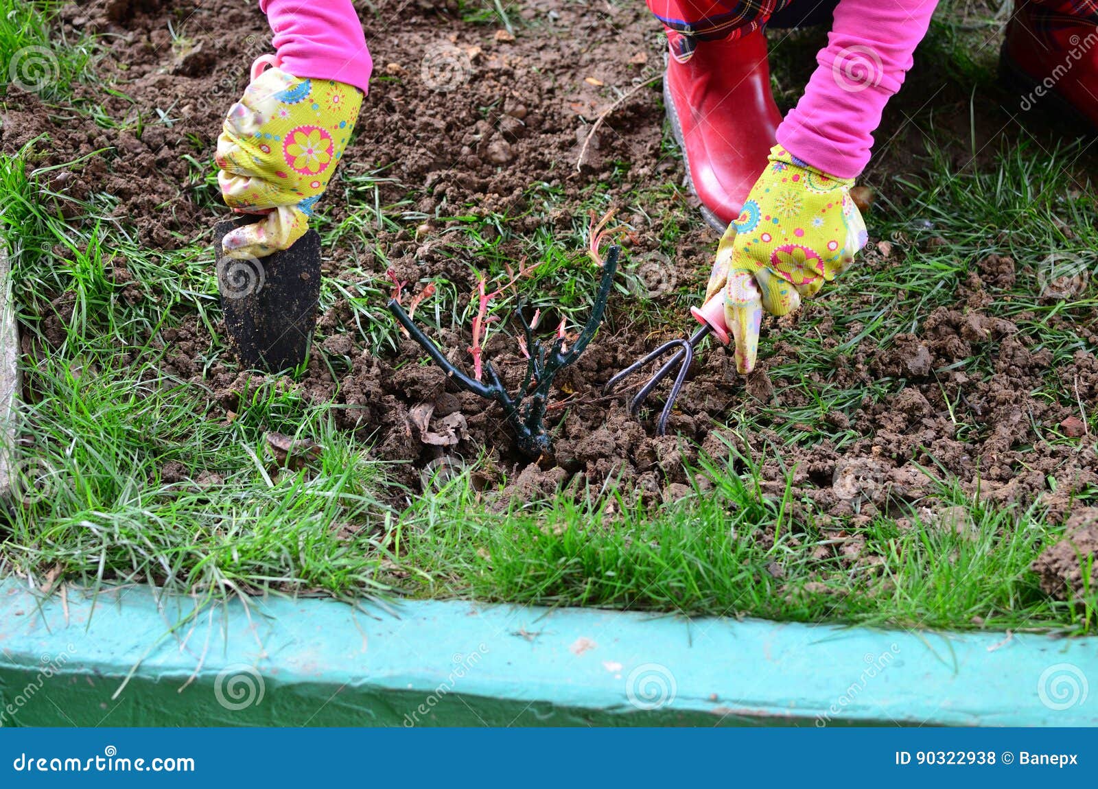 Female Hands Planting A Rose Stock Photo Image Of Labor Glove