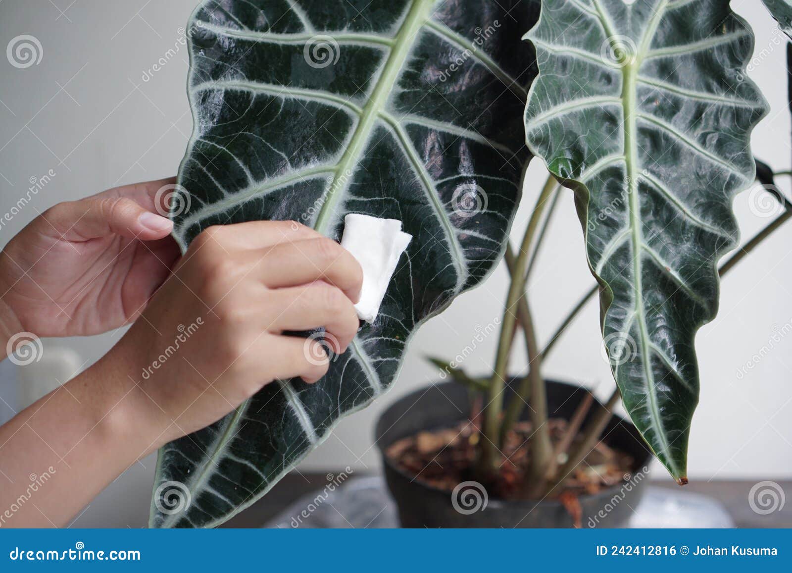 female hands are wiping alocasia leaves