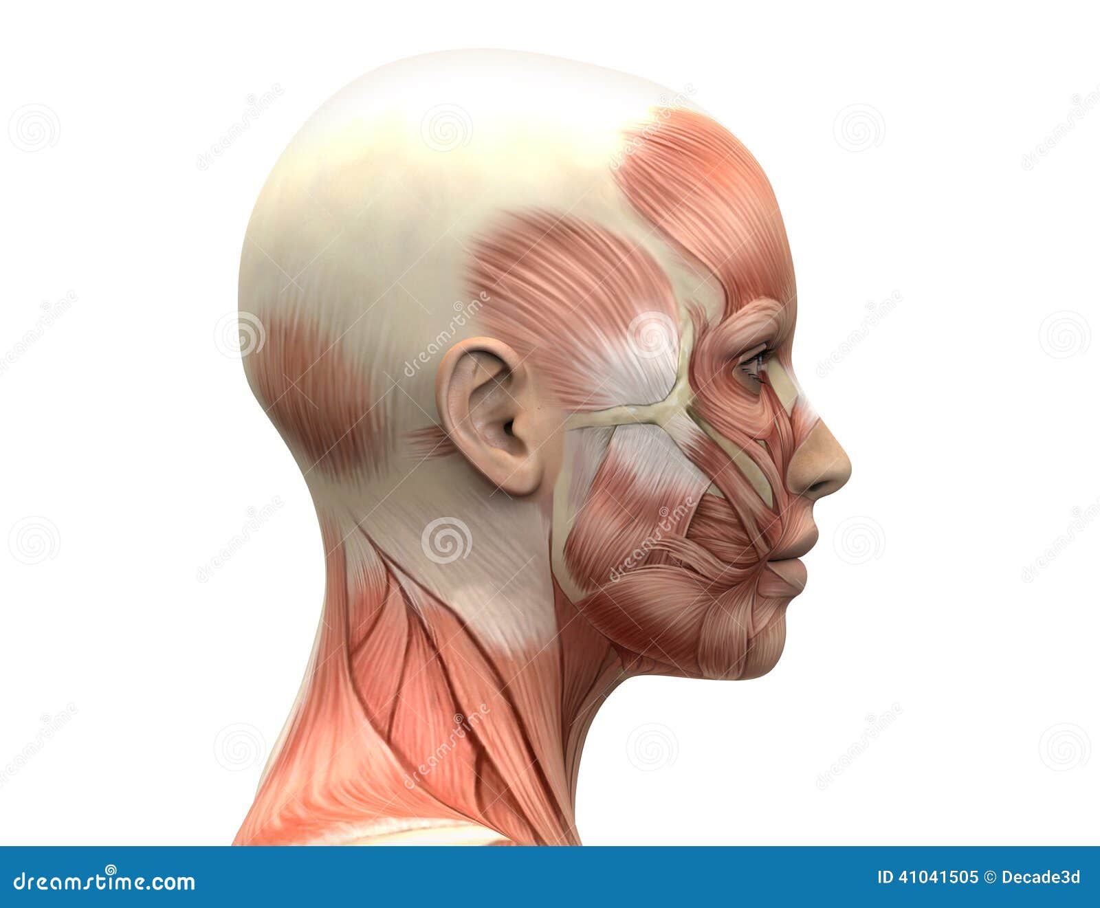 Female Head Muscles Anatomy - Side View Stock Illustration