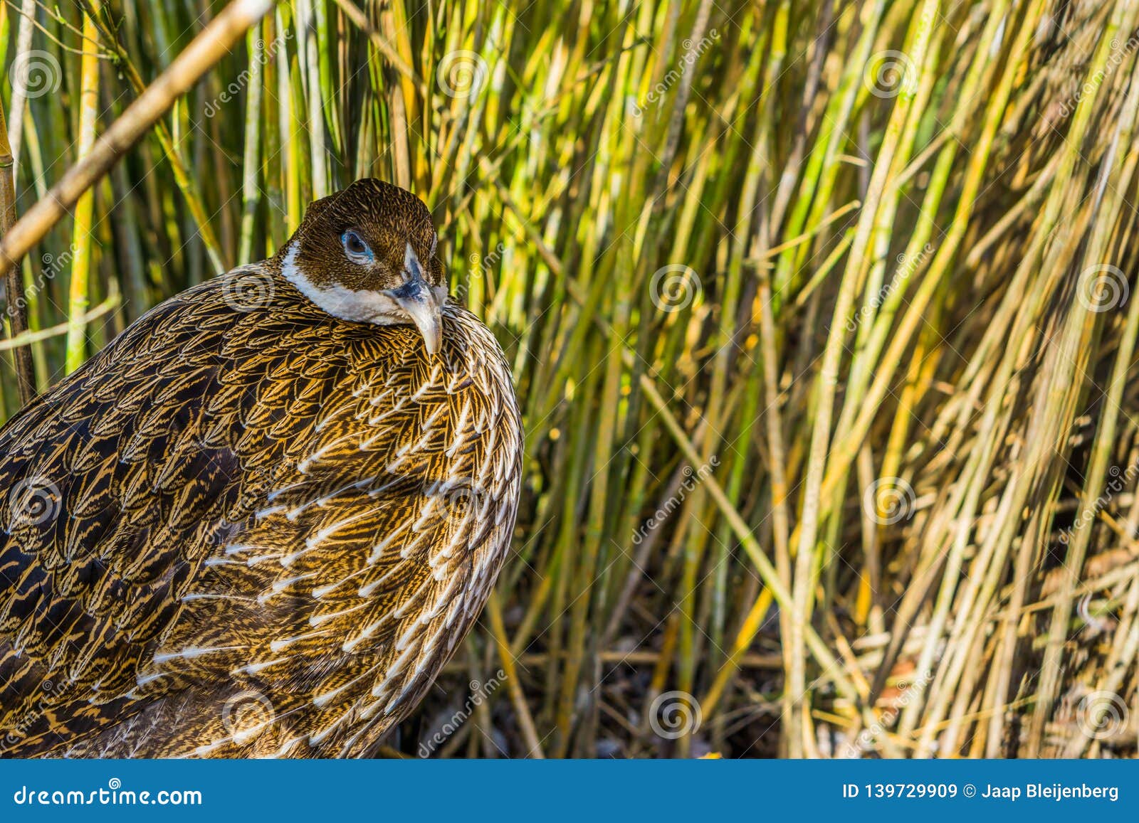 himalayan monal pheasant sound himalayan monal pheasant sound