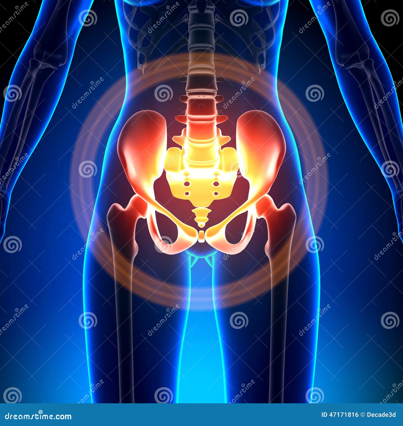 Female Hip / Sacrum / Pubis / Ischium / Ilium Anatomy Bones Stock