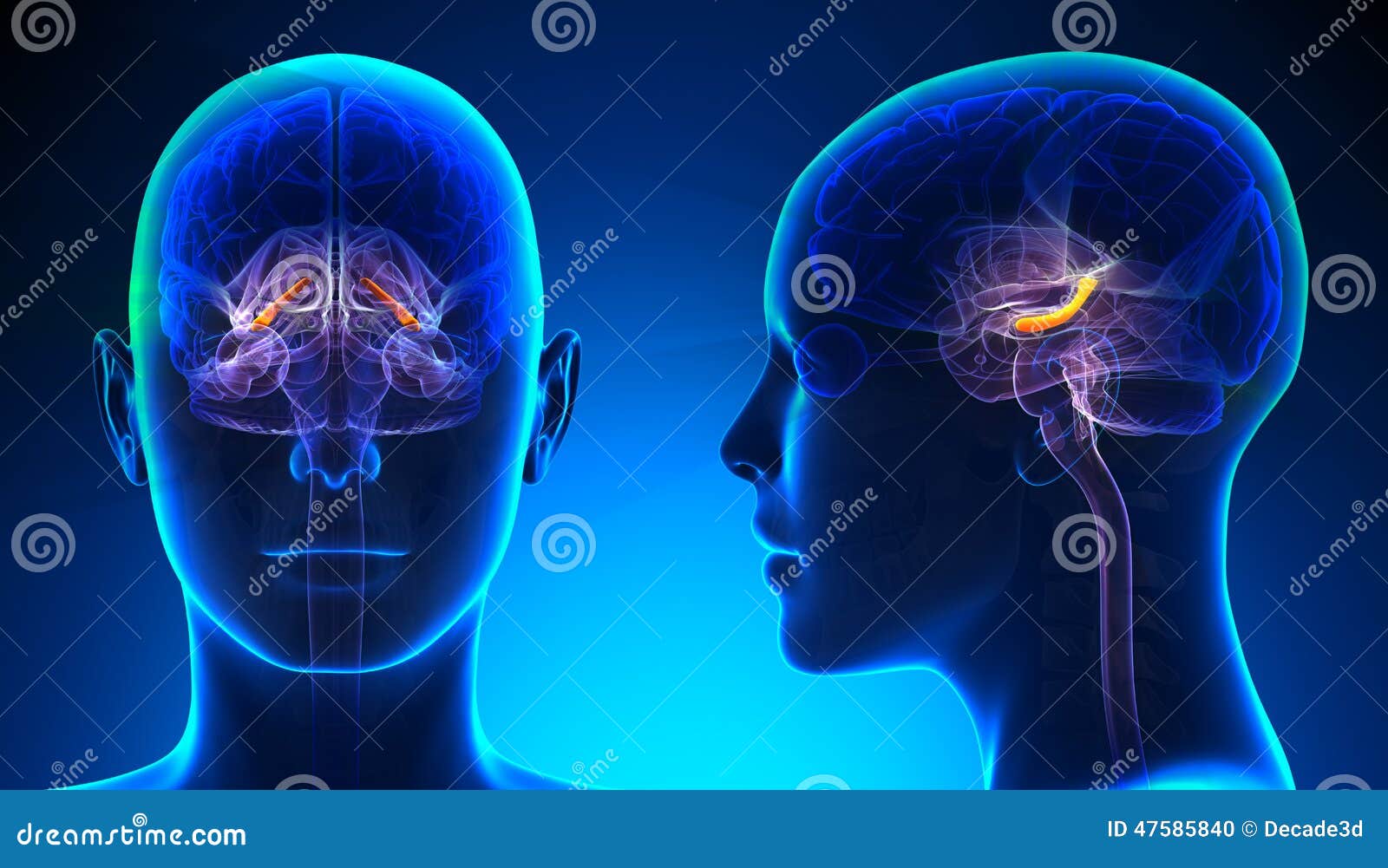 female hippocampus brain anatomy - blue concept