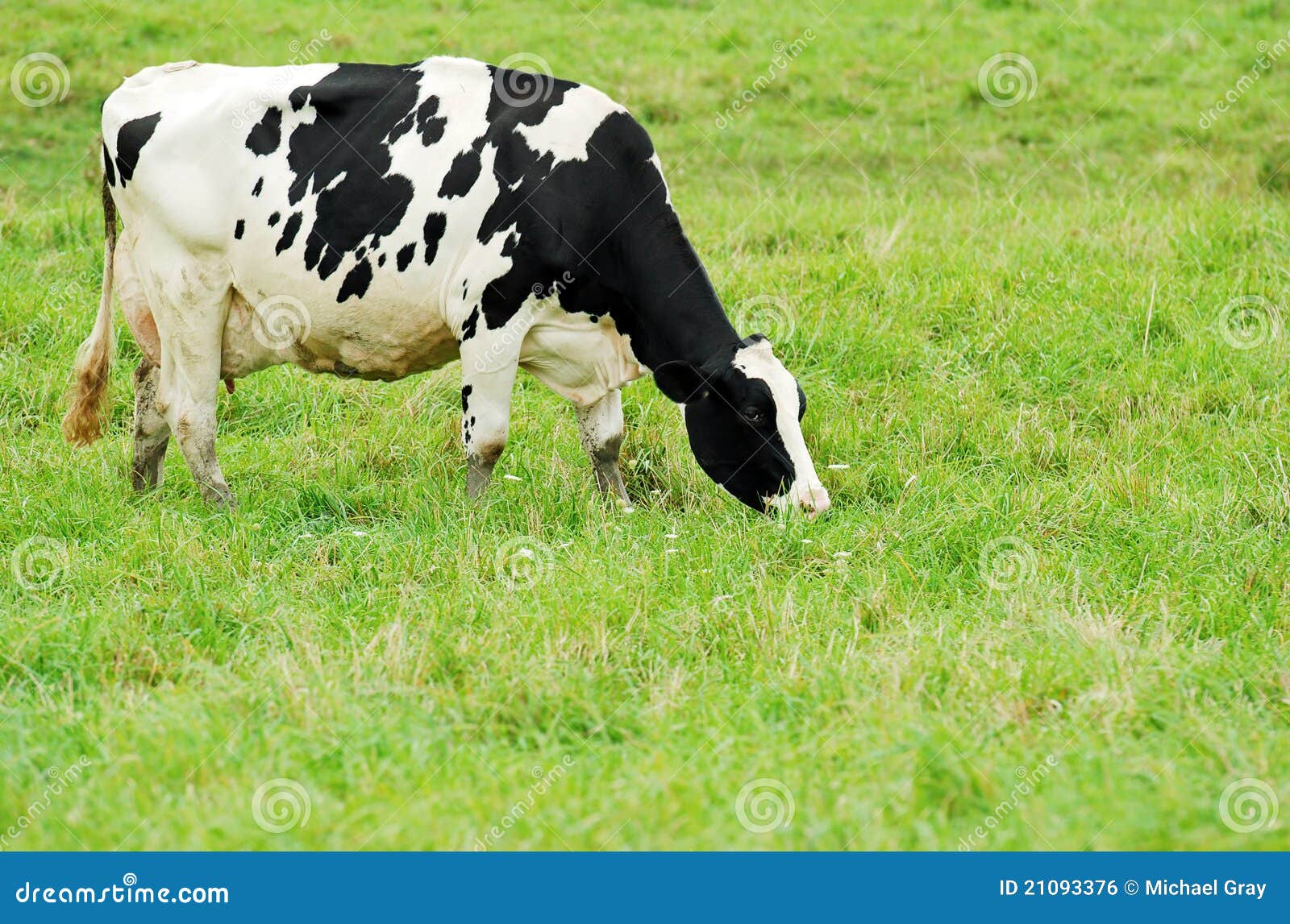 Female Holstein Cow Grazing Stock Photo - Image of bovine, fresh: 21093376