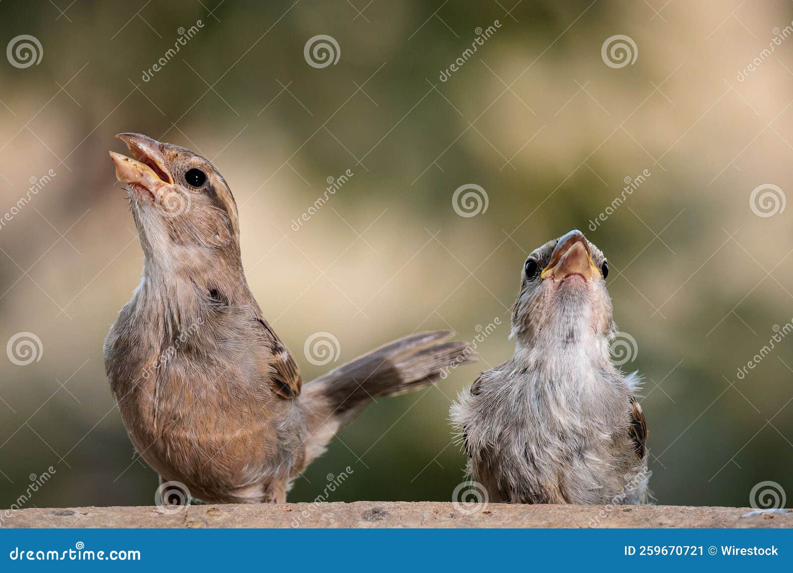 female house sparrows  160722-2499