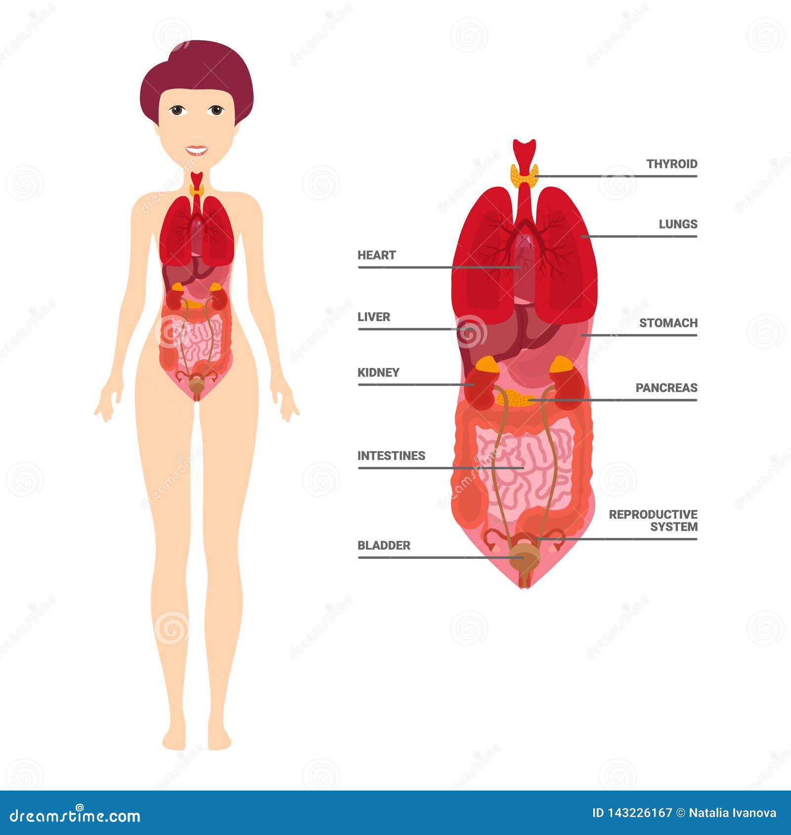 Female Human Anatomy Internal Organs Diagram Physiology Structure Medical Profession Morphology Healthy Stock Vector Illustration Of Life Abdominal 143226167