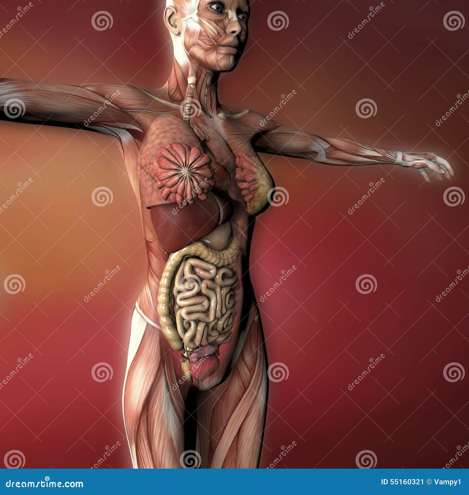 Female human body anatomy stock illustration. Illustration of chemical -  55160321