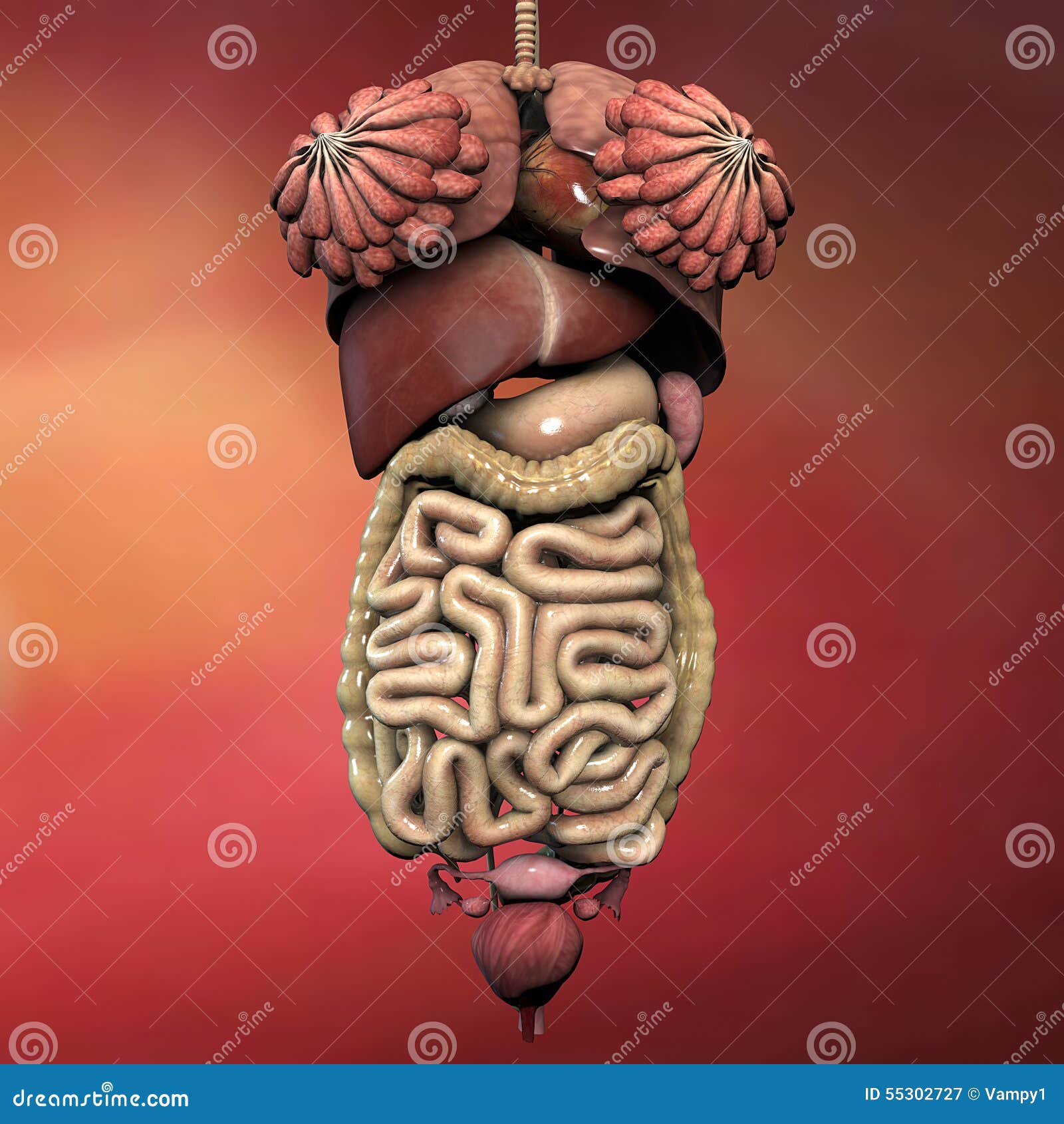 Female human body anatomy stock illustration. Illustration ...