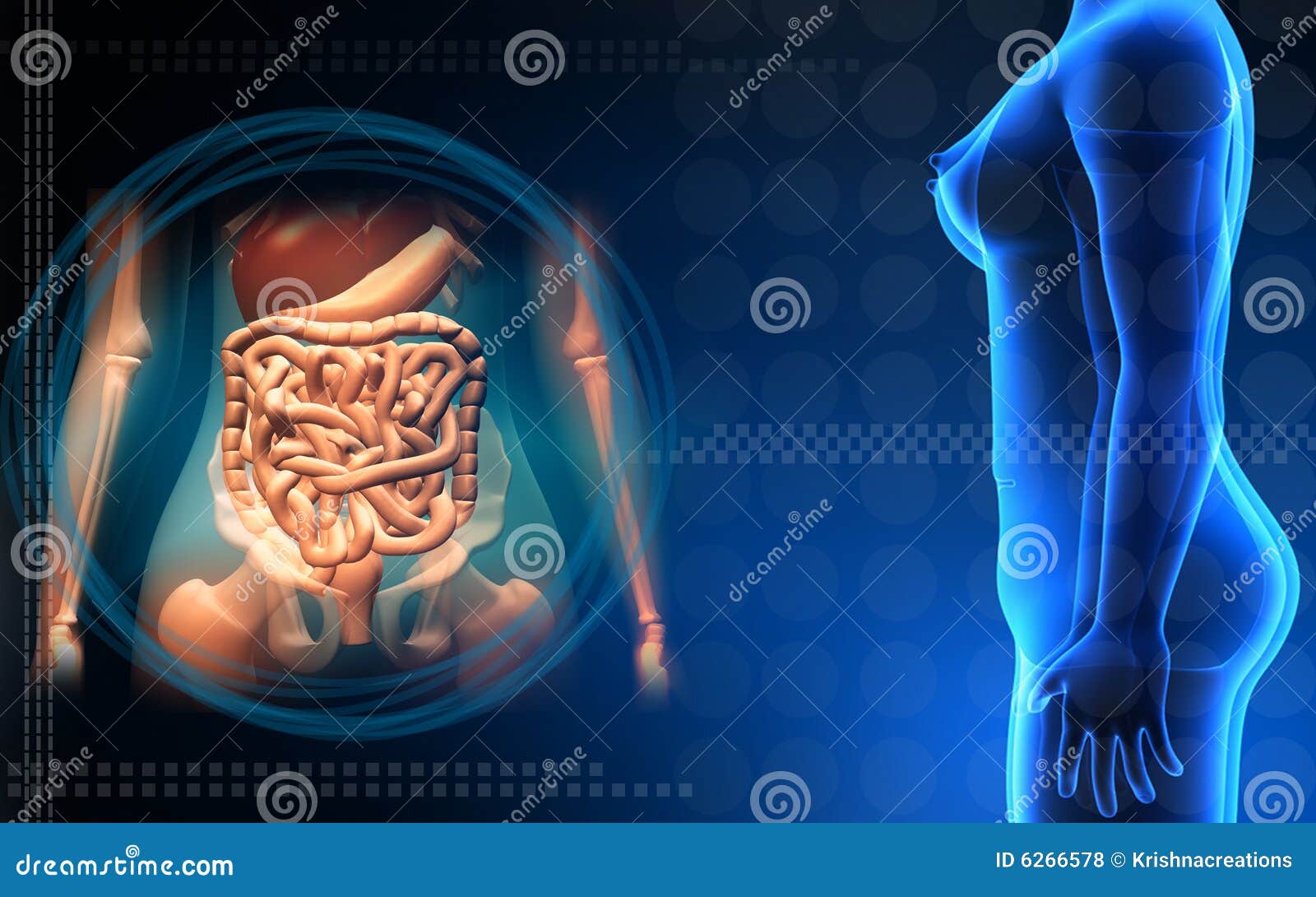Female Human Body And Digestive System Royalty Free Stock Photos - Image: 6266578