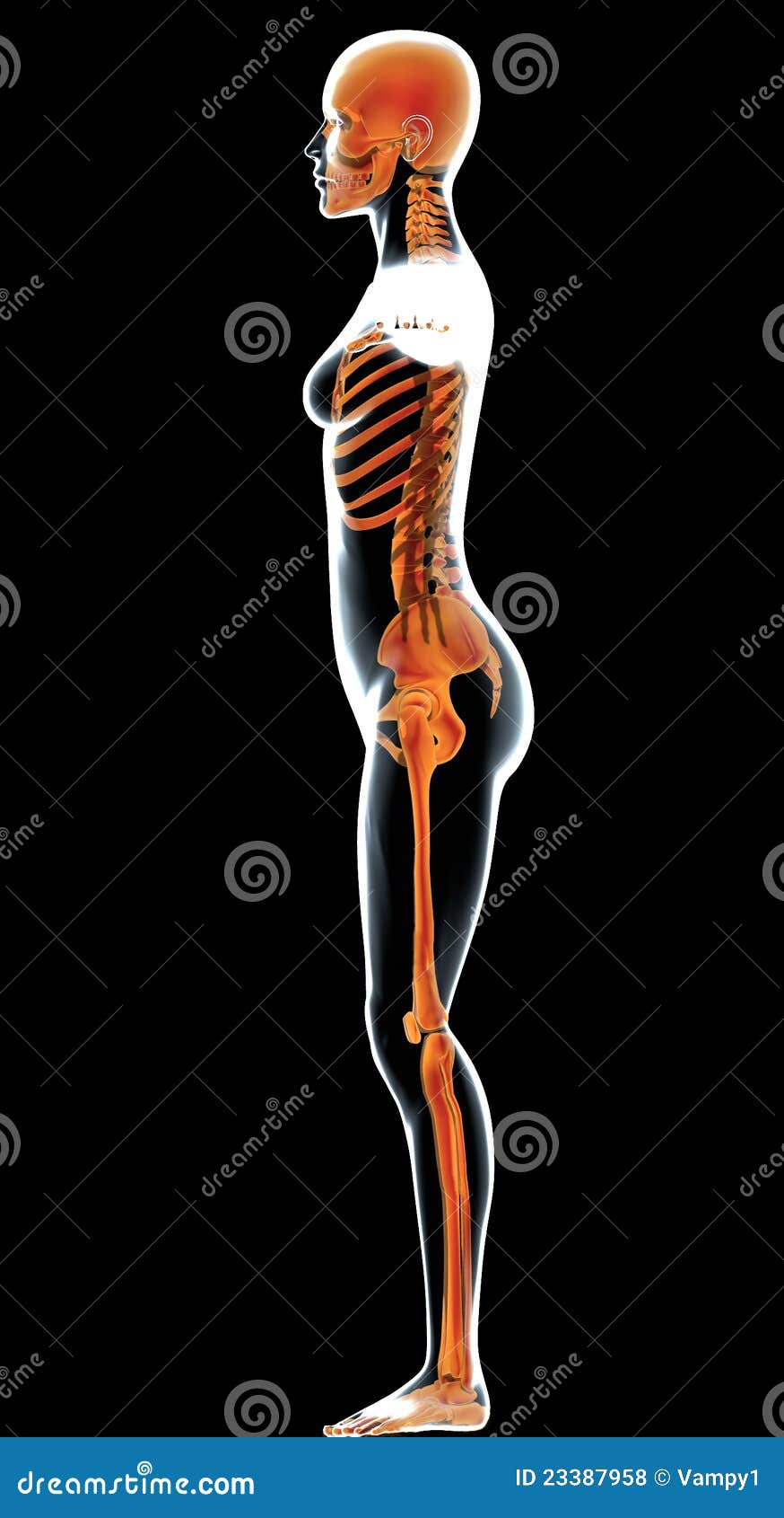 Female Human Body In Profile And Skeleton Stock Illustration Illustration Of Back Bones 23387958