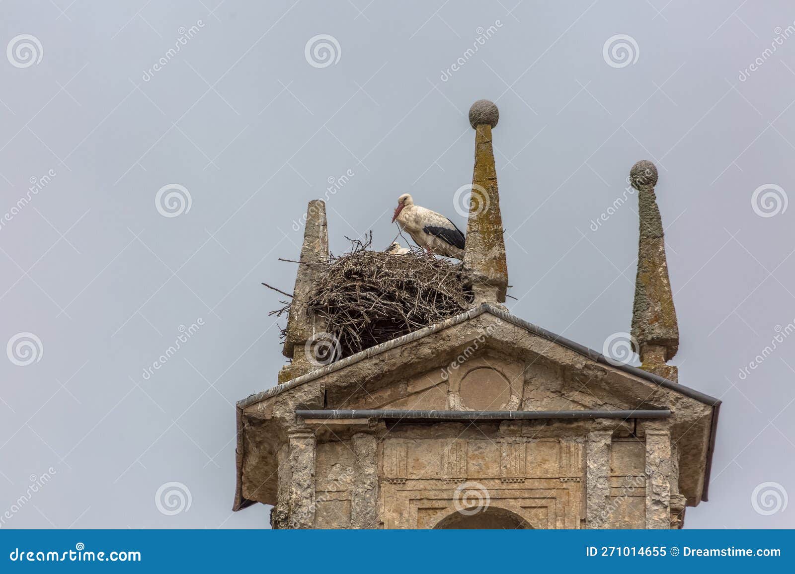 female iberian stork guarding her young in a huge nest built above a classic building tower, located in cuidad rodrigo, spain