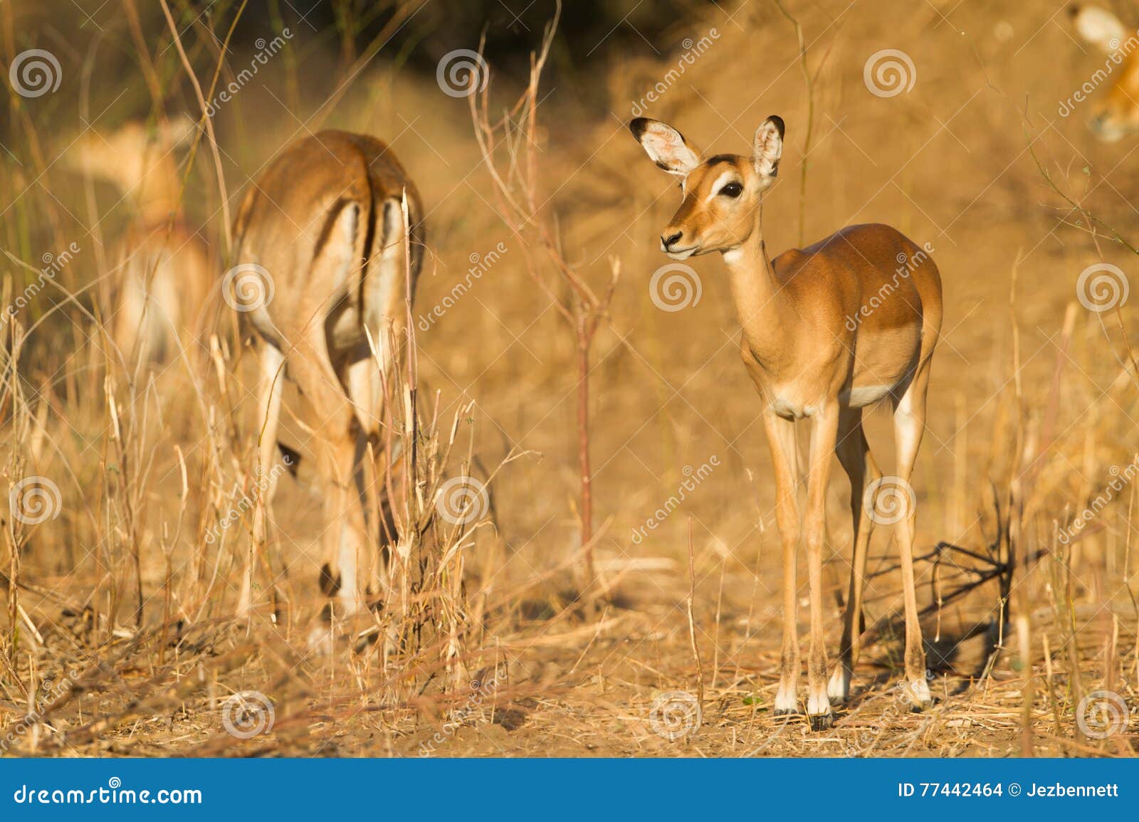 female impala (aepyceros melampus)