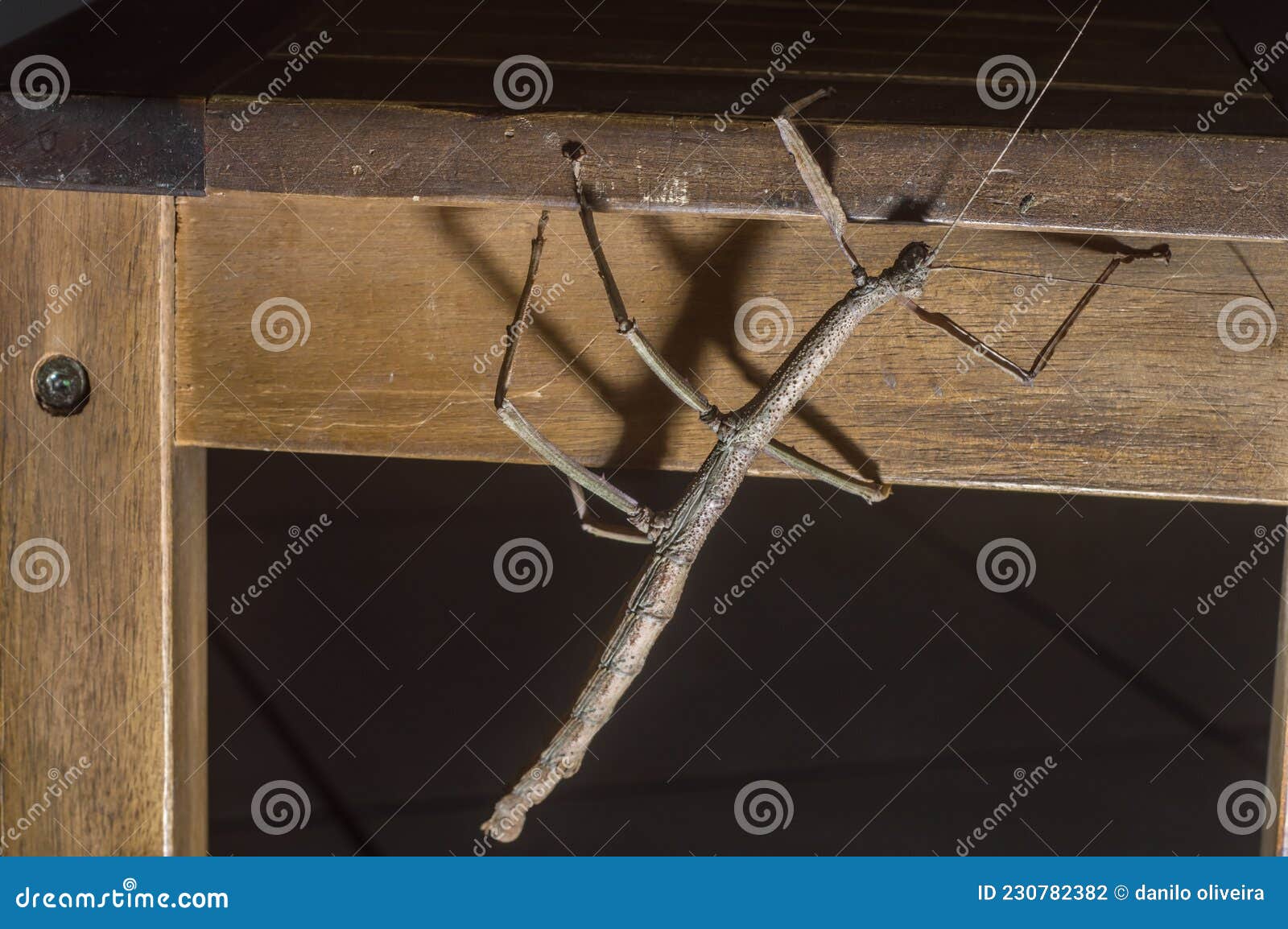 female insec stick on a wooden bench with copy space, phasmatidae