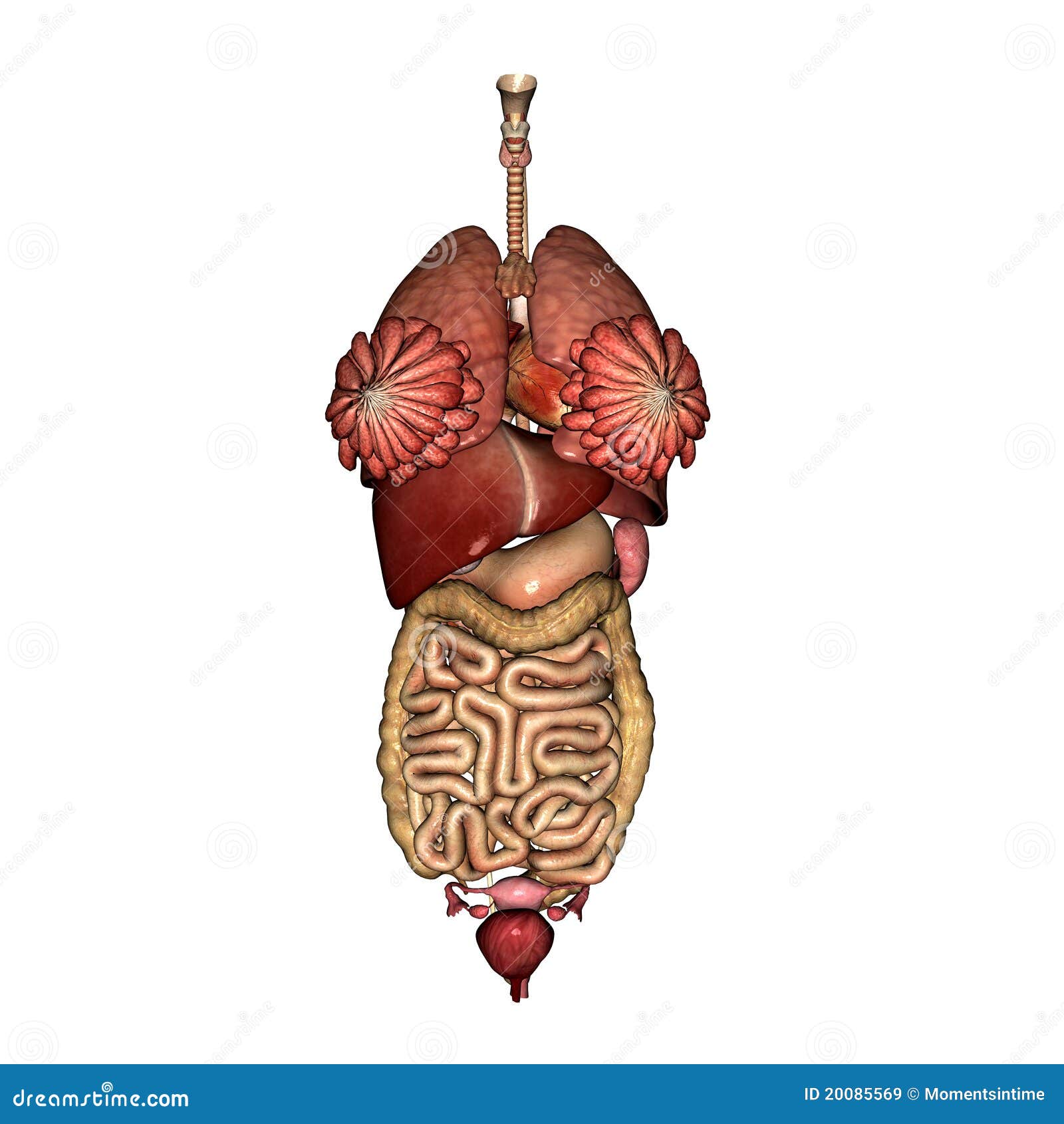 Female Internal Anatomy stock illustration. Illustration of organs