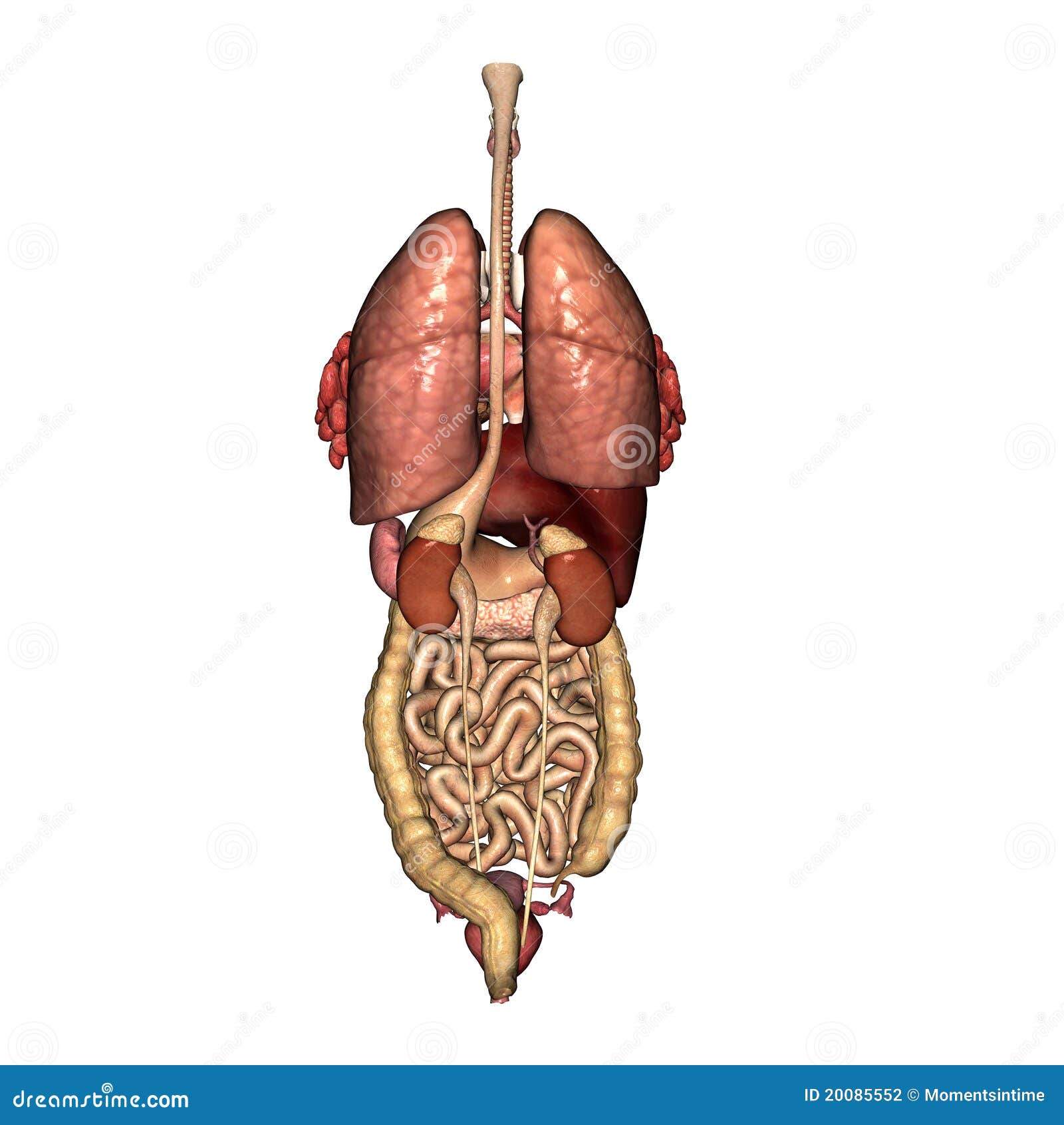 Female Internal Organs Reproductive System Anatomy Stock Image