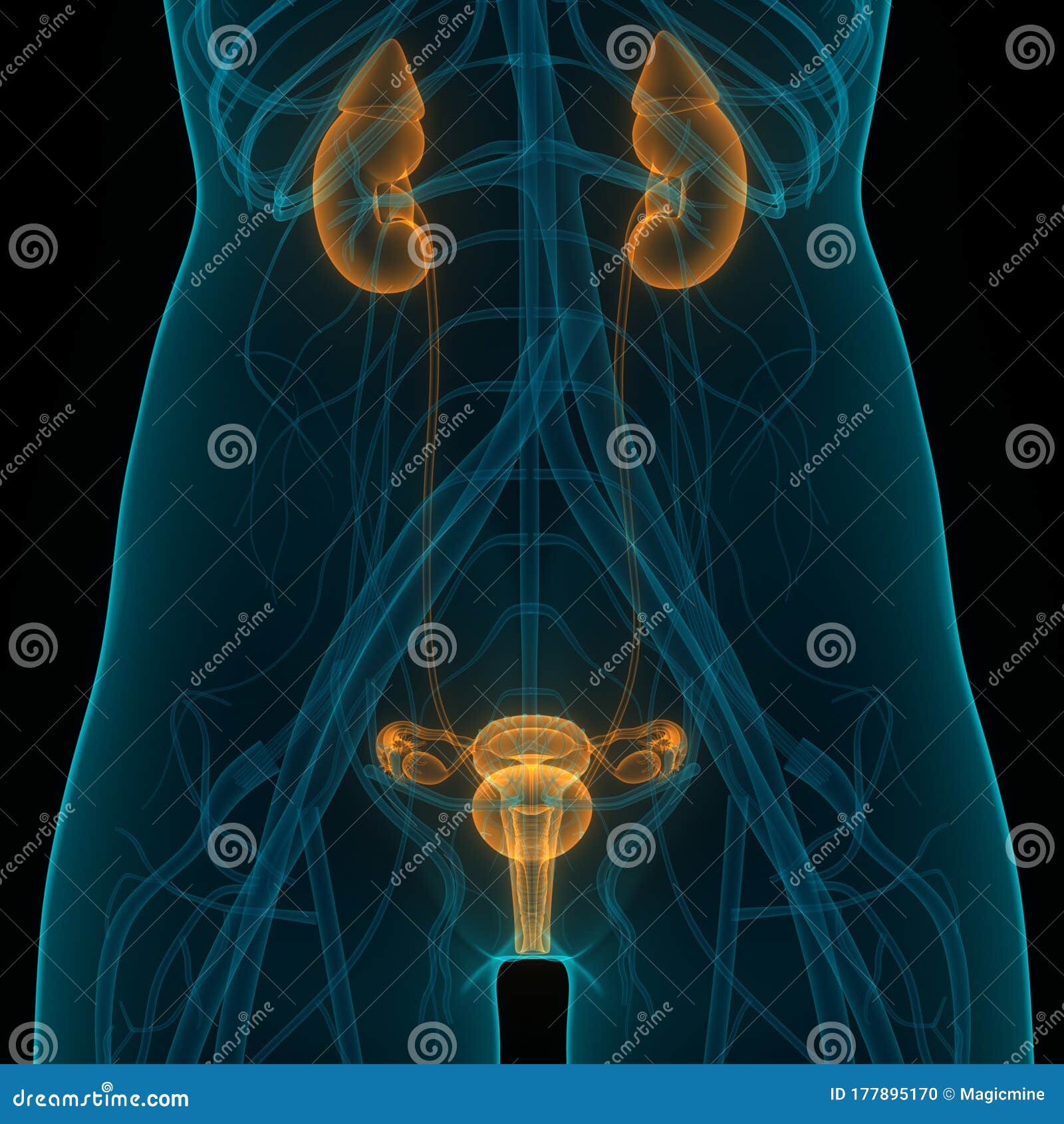 Anatomy Of Internal Organs Female - Female Reproductive System, Healthy Internal Organs, Human ...