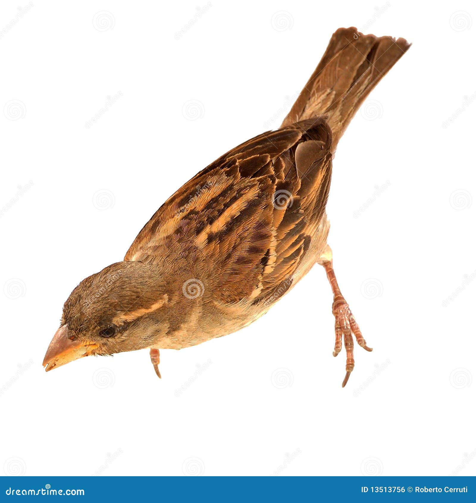 female italian sparrow (passer italiae)