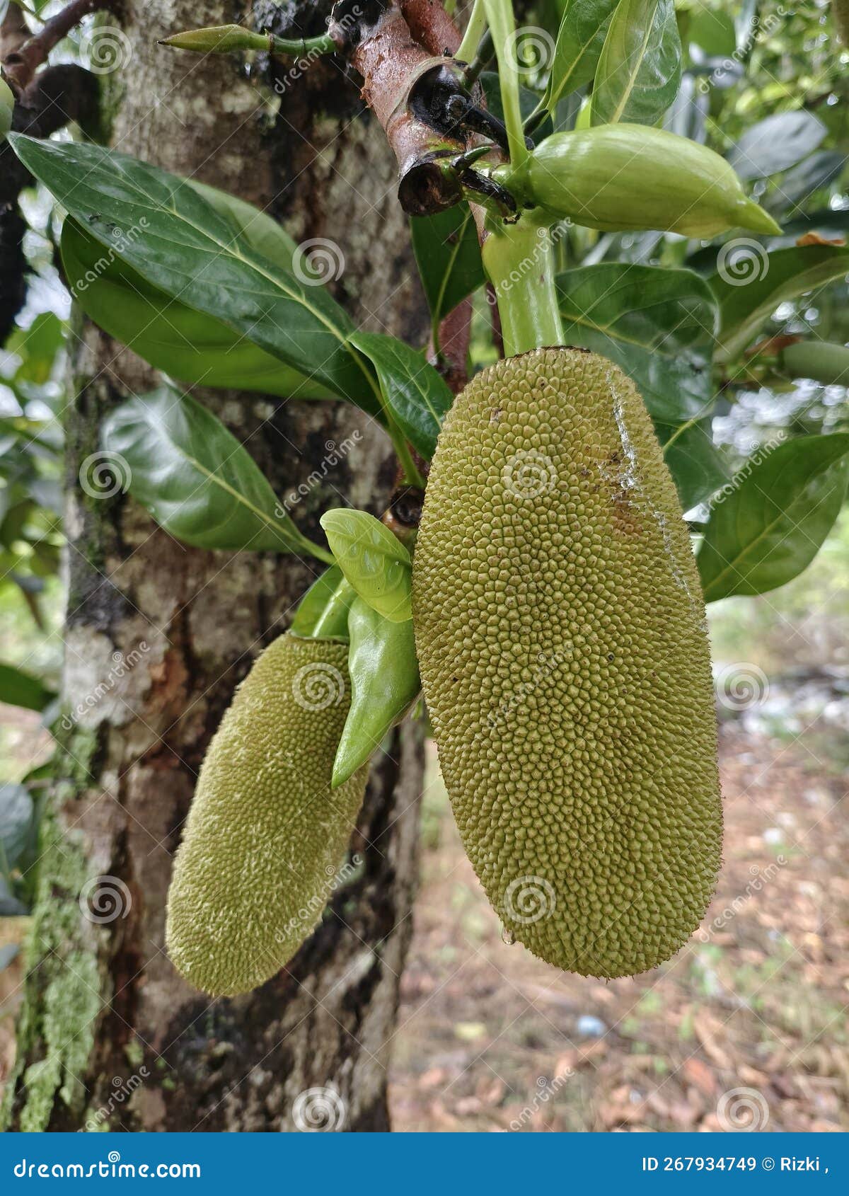 Female Jackfruit Flowers Which Will Develop into Fruit Stock Image