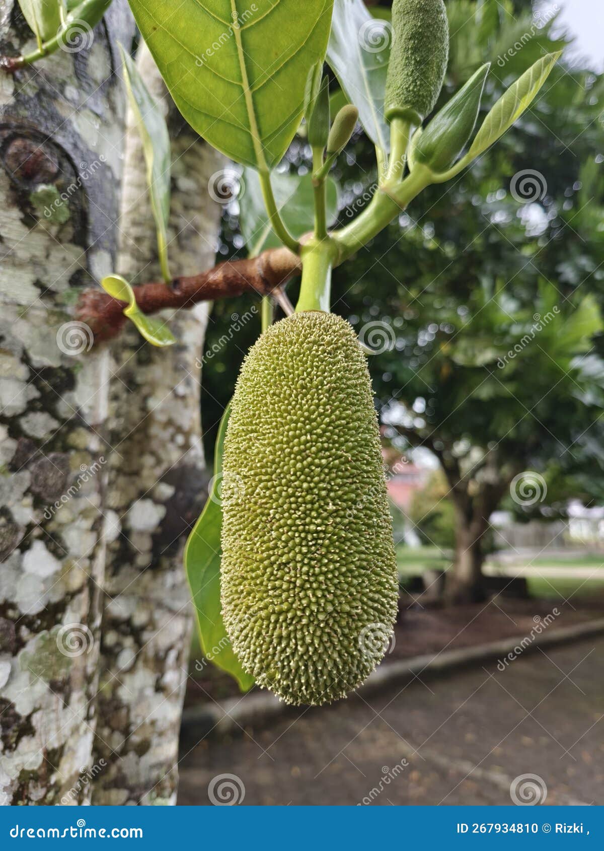Female Jackfruit Flowers Which Will Develop into Fruit Stock Photo