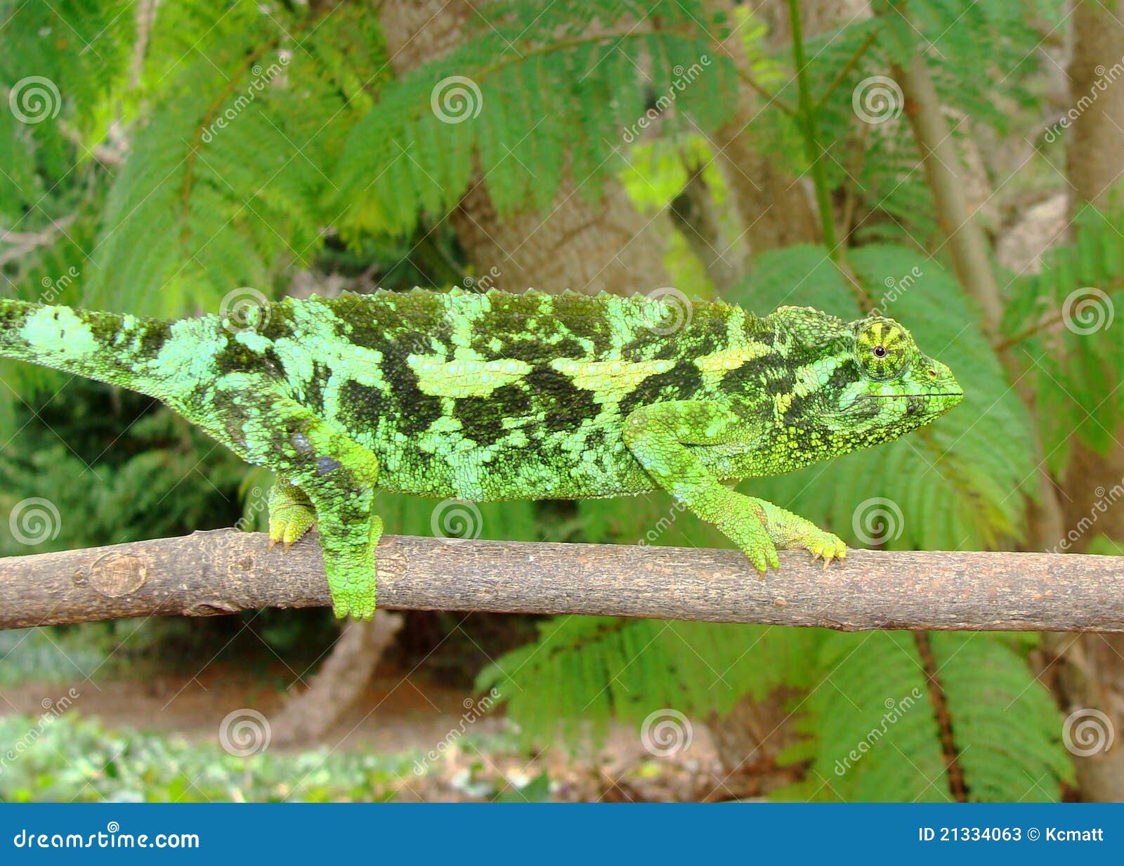 Female Jackson S Chameleon Lizard Chama Stock Image Image Of Jackson Chameleon