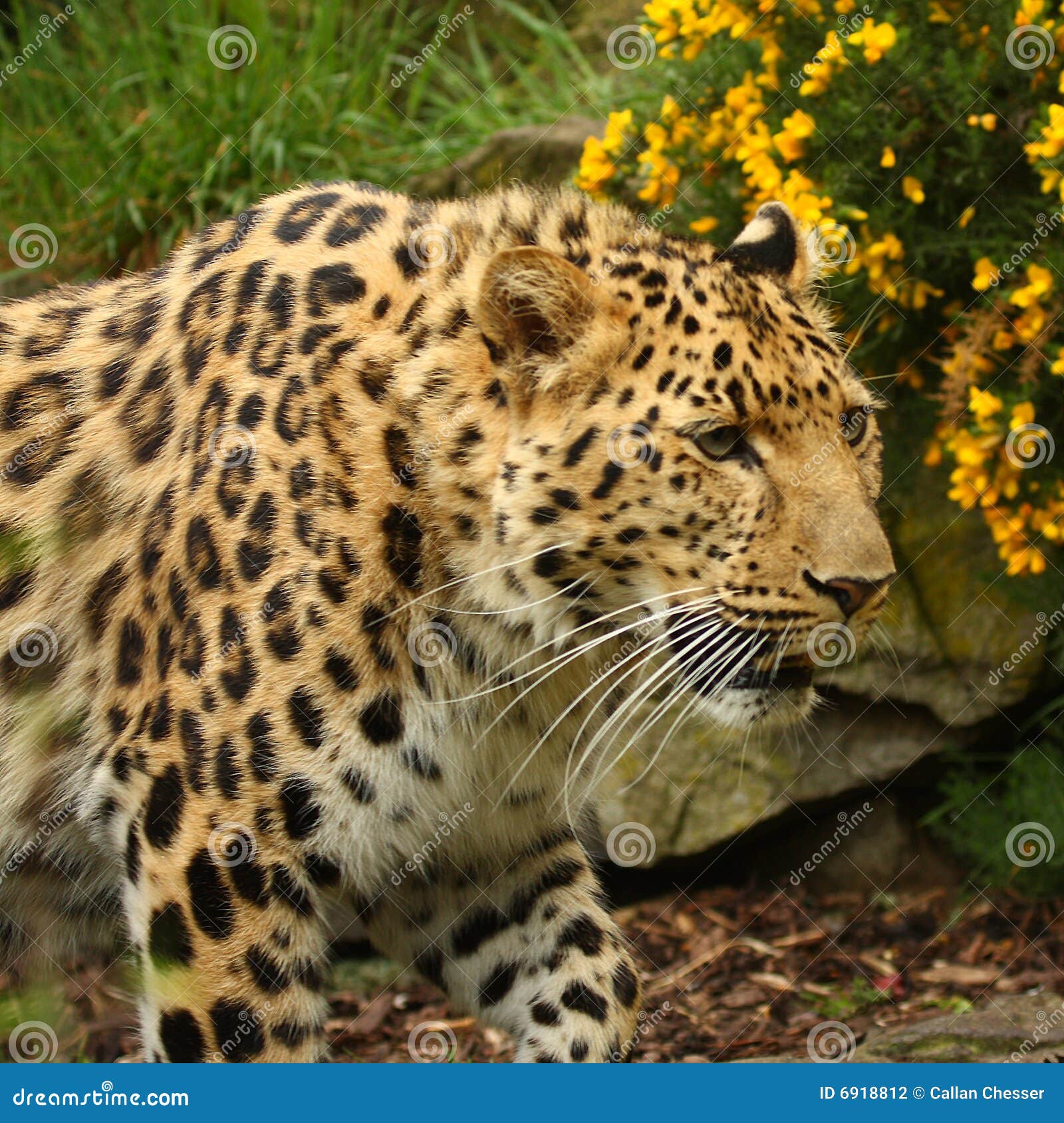 Female Jaguar stock photo. Image of whisker, yellow, brazil 6918812