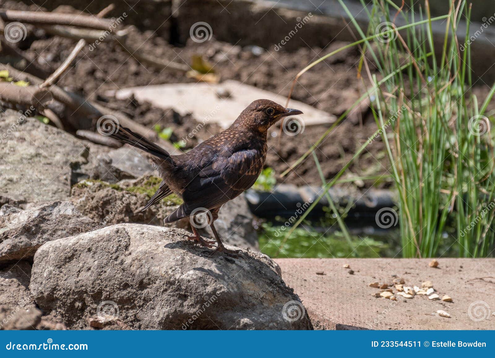 blackbird looking at food from a rock