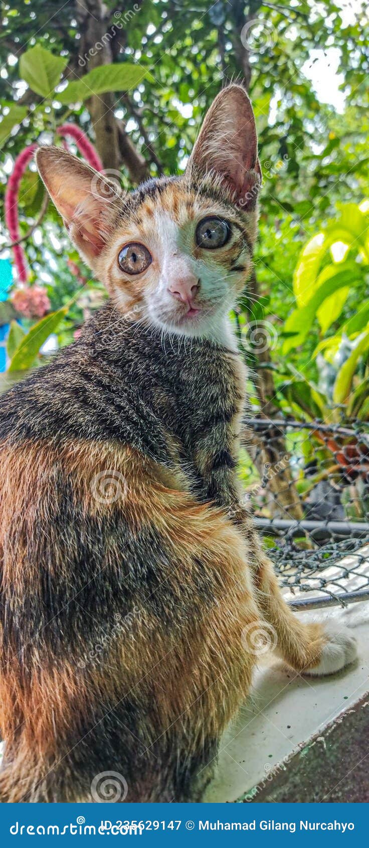 Female Kitten with 3 Hair Colors Stock Image Image of kitten, female