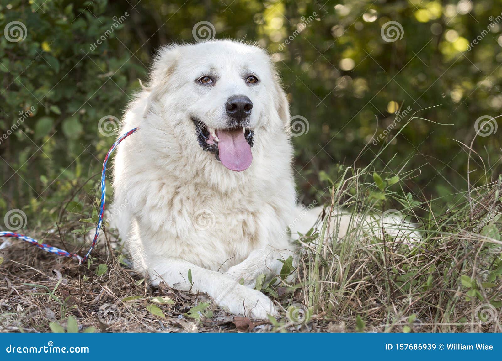 lazy large white great pyrenees dog