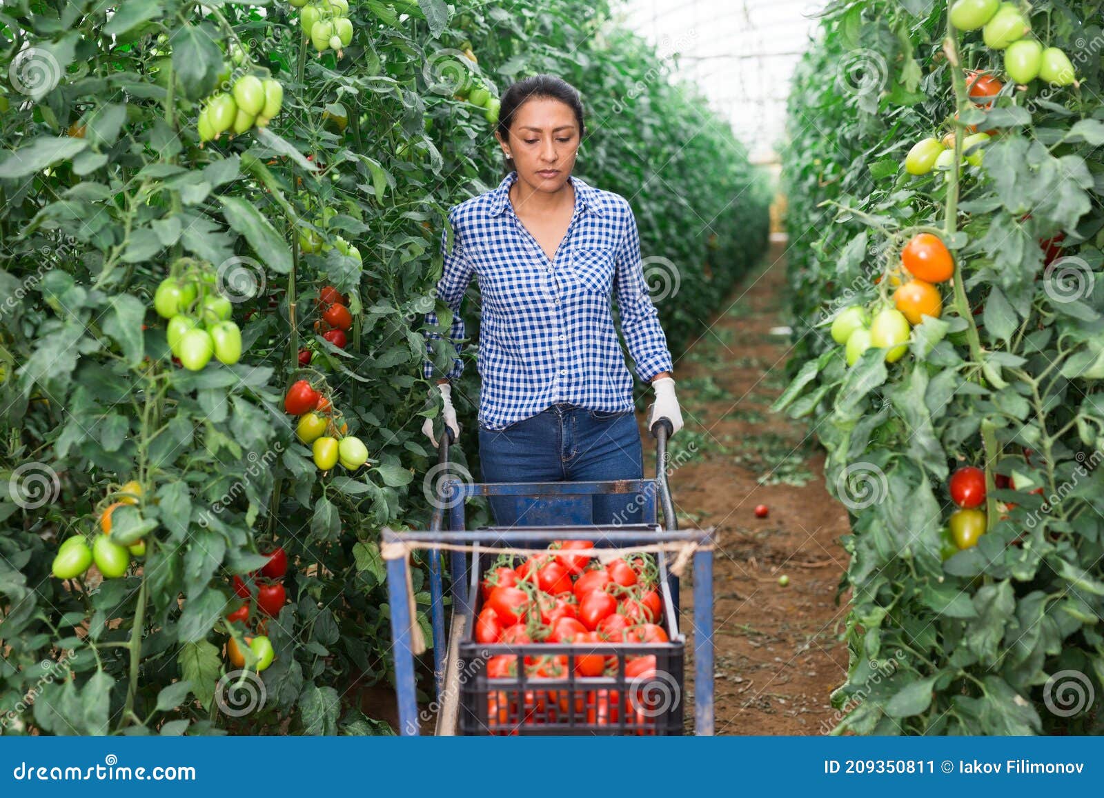 female latino farmer puts red tomatoes in plastic box for sale