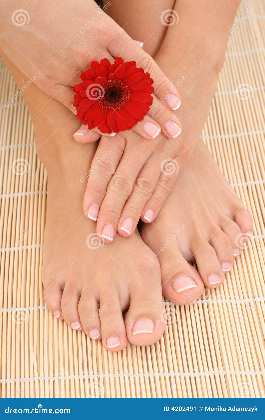 Female legs and hands stock image. Image of freshness 4202491