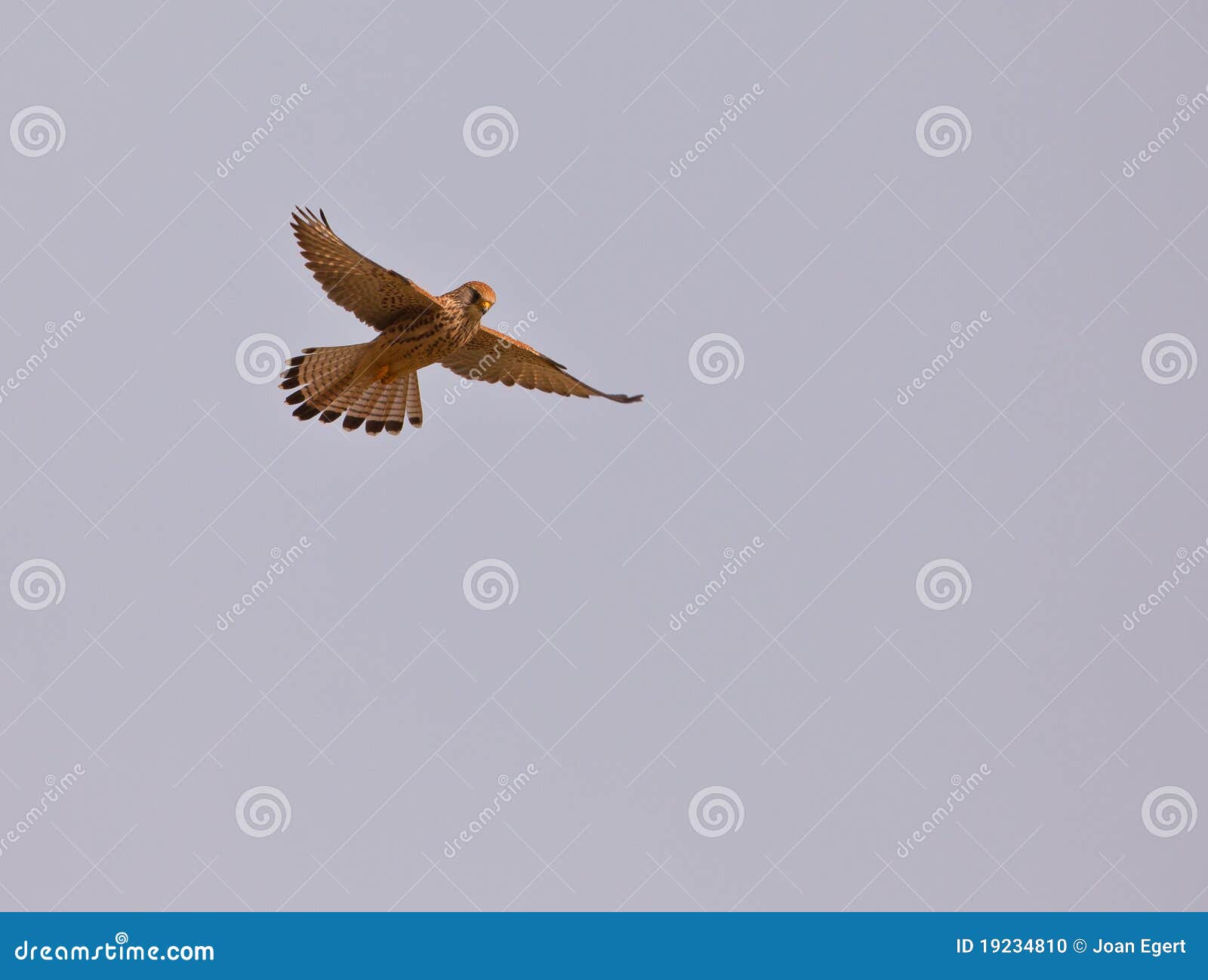 female lesser kestrel hovering