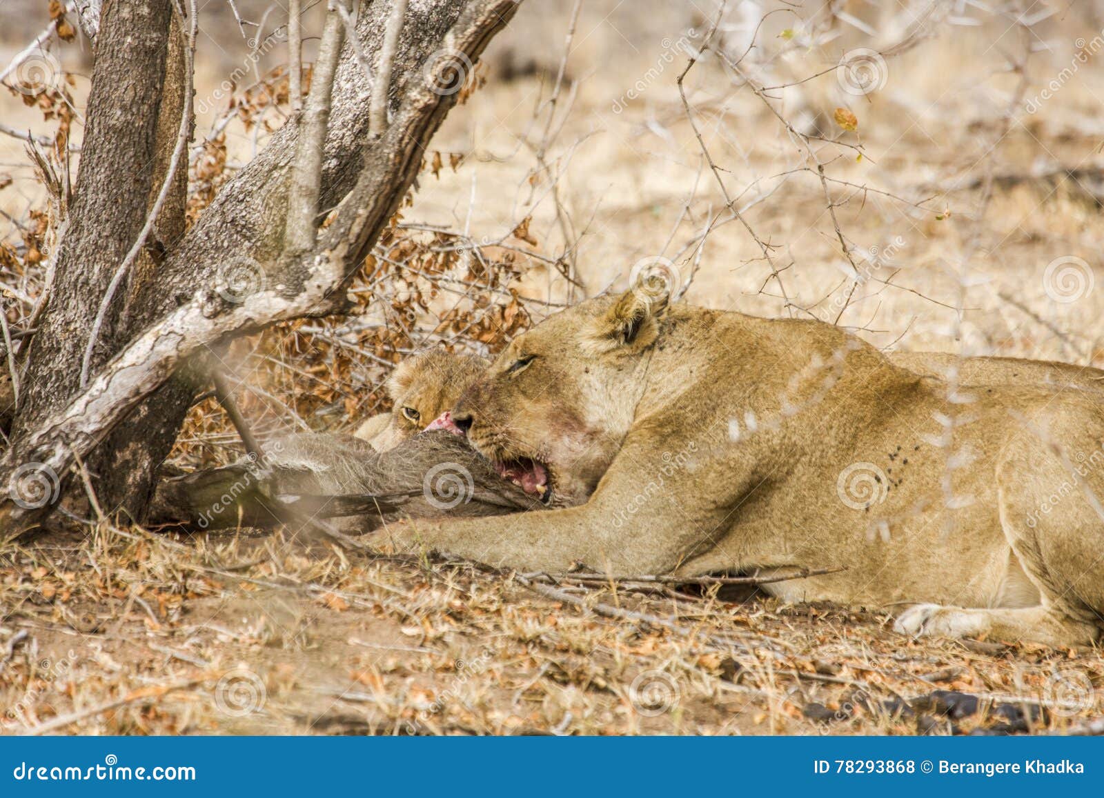 Female Lion And Baby Eating A Warthog In Kruger Park South Africa Stock Photo Image Of Mozambique South