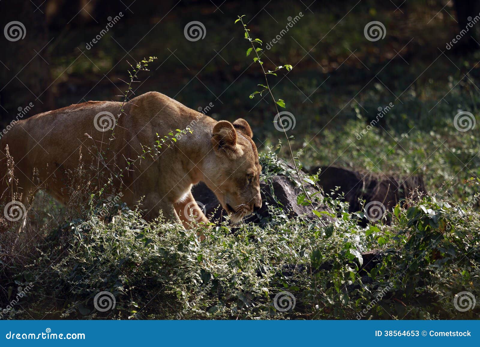 Female lion stock image. Image of animal, female, roaring 38564653