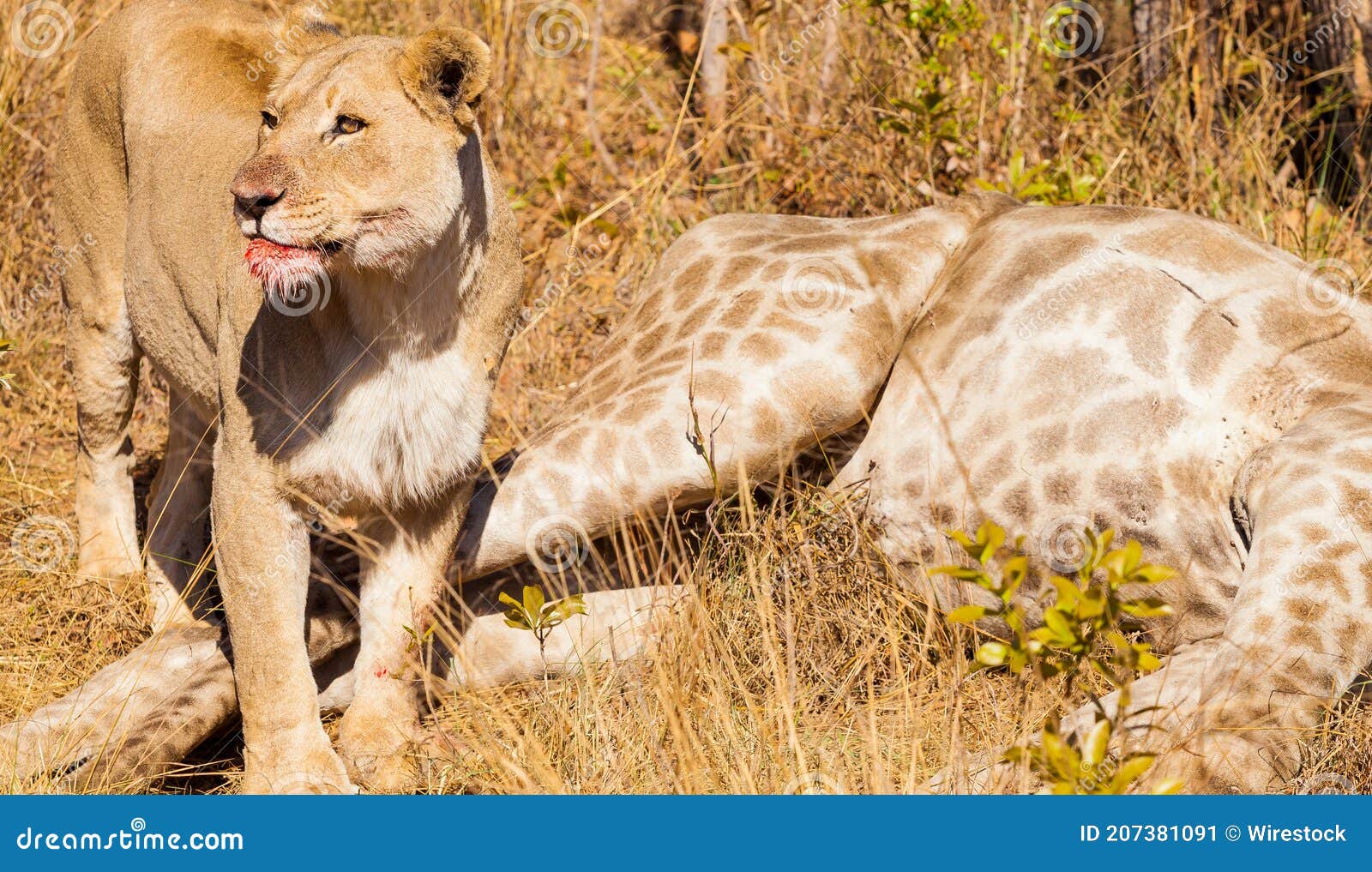 Female Lion Eating a Giraffe in a Game Reserve Stock Image - Image of