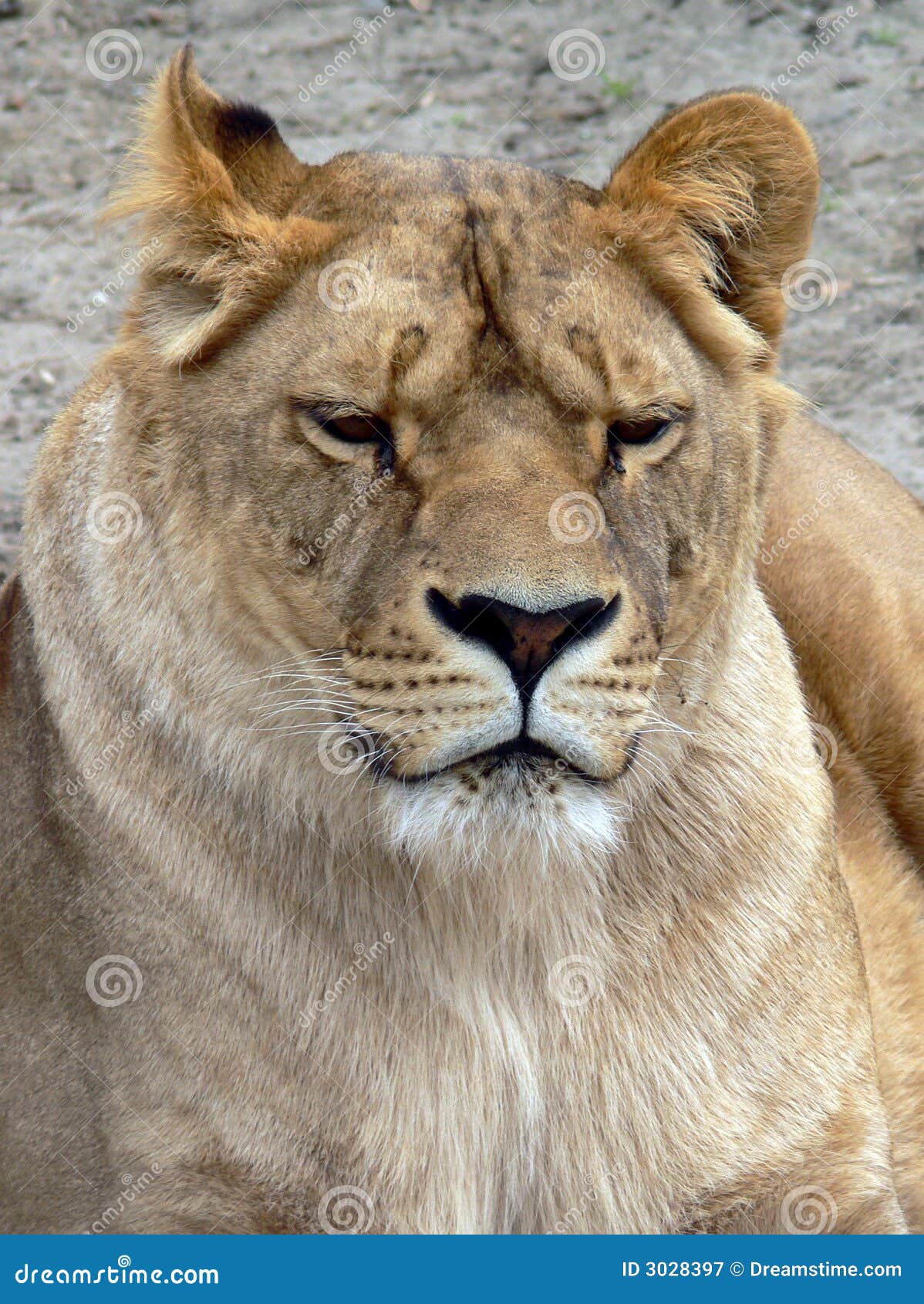 Female Lion Face stock image. Image of mammal, felines 3028397