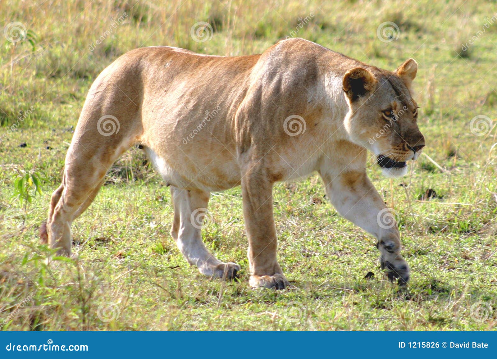 Female Lion Hunting stock photo. Image of serengeti, hunting 1215826