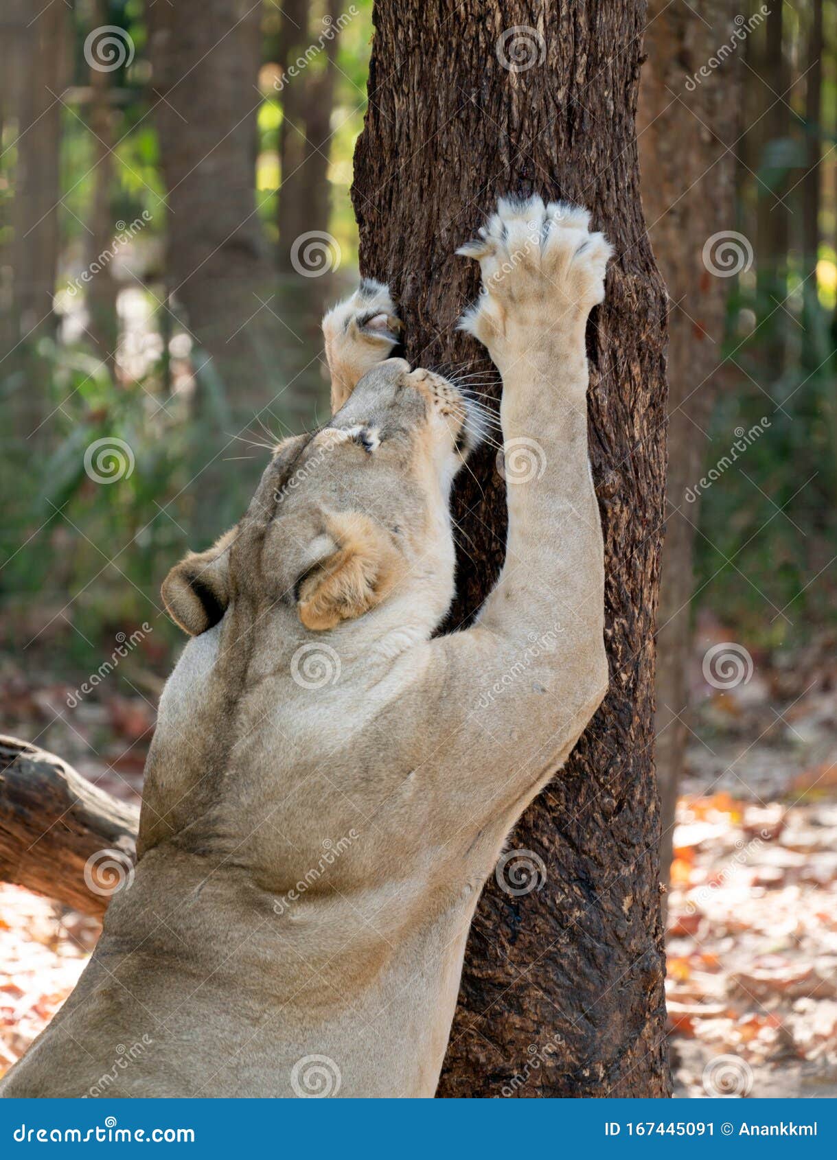 Female Lion Scratching Tree Bark Stock Image Image of tree, relax
