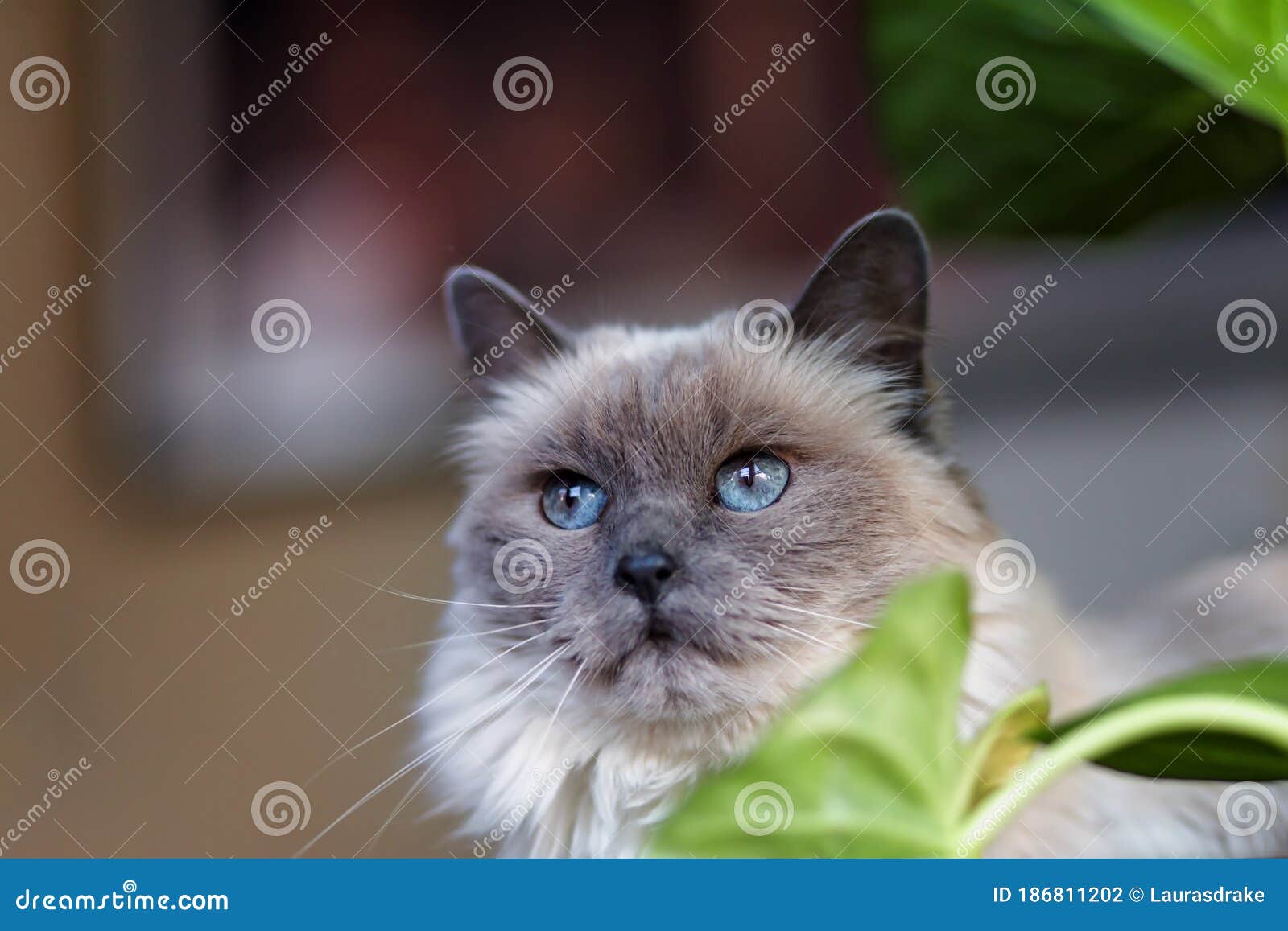 Female Long Hair Ragdoll Seal Point Cat Sitting in Front of a Green Plant  Stock Photo - Image of indoors, beautiful: 186811202