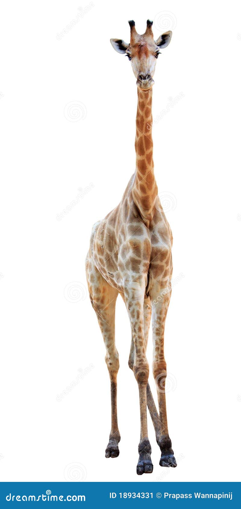 Female Long Neck Giraffe Isolated Stock Image Image of herbivore