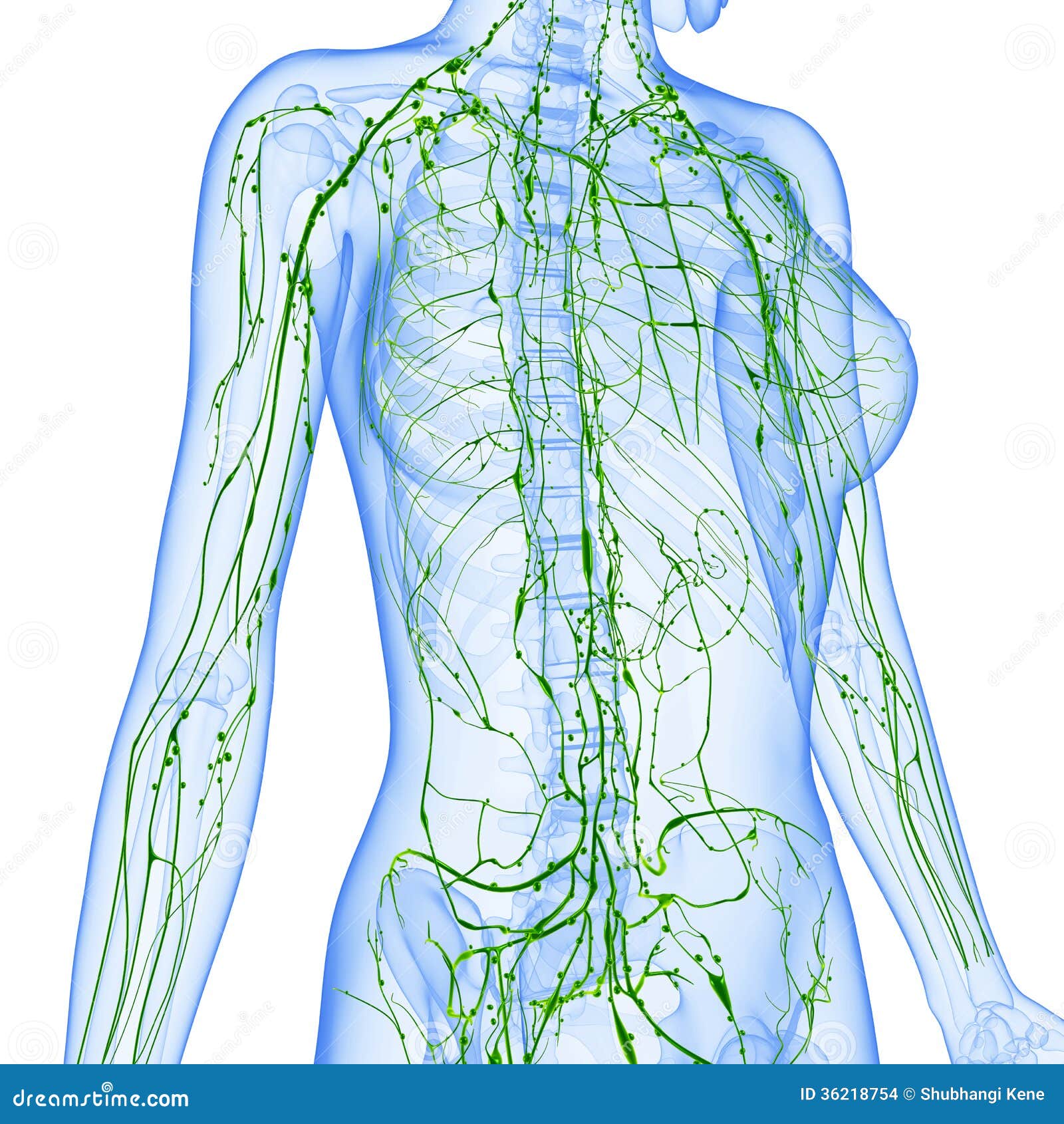 Female Lymphatic System Of Half Body Stock Illustration Illustration