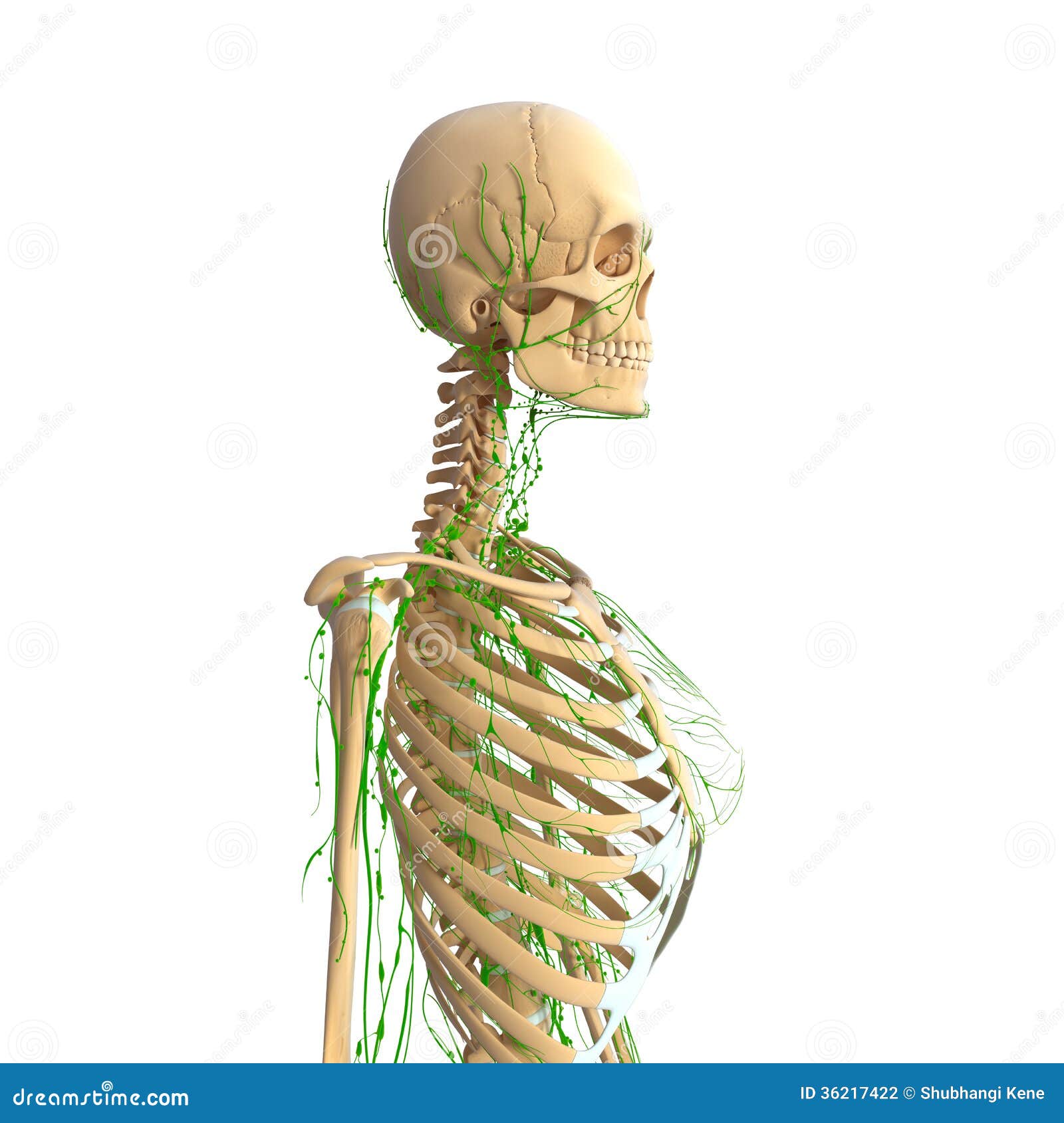 Female Lymphatic System With Skeleton Stock Photography - Image: 36217422