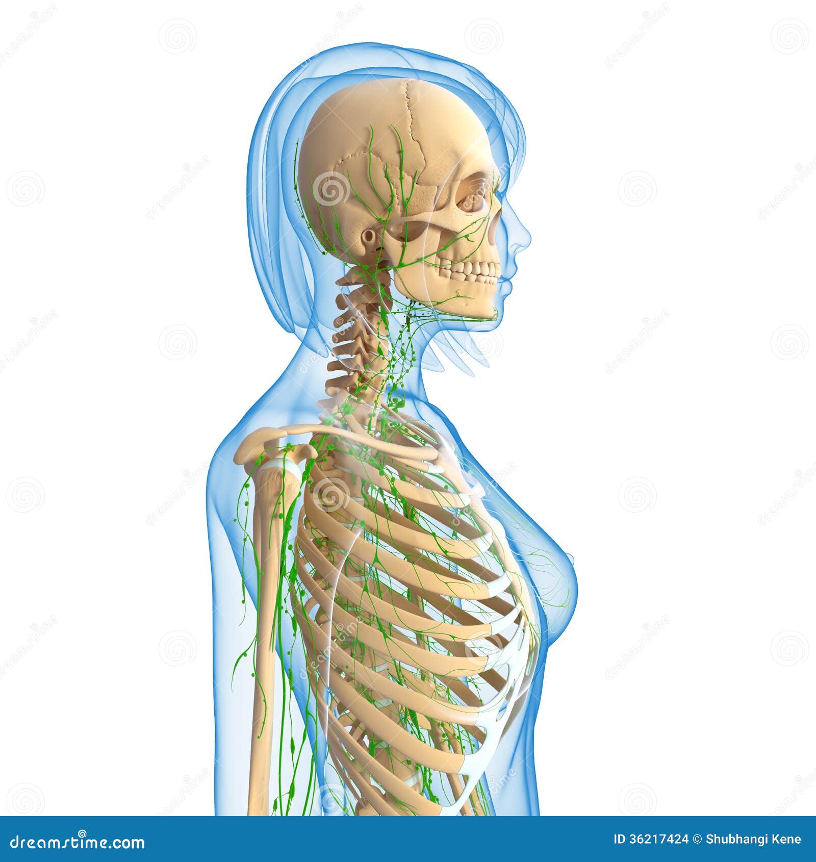 Female Lymphatic System With Skeleton Stock Images - Image: 36217424