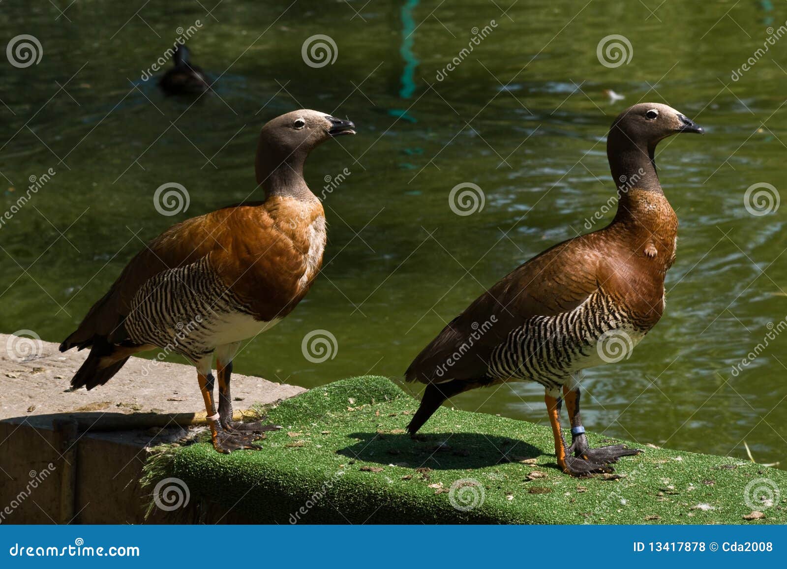 female magellan geese