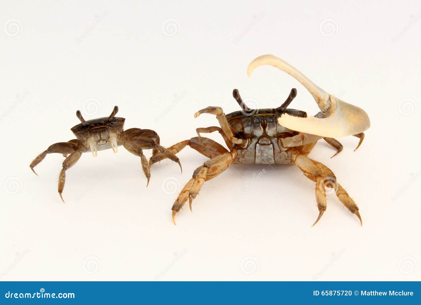 2,142 Male Crab Stock Photos - Free & Royalty-Free Stock Photos from  Dreamstime