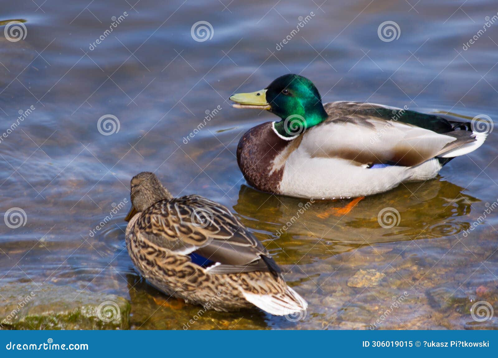 female and male mallard (wild duck) near the lake malta in pozna? (poland)