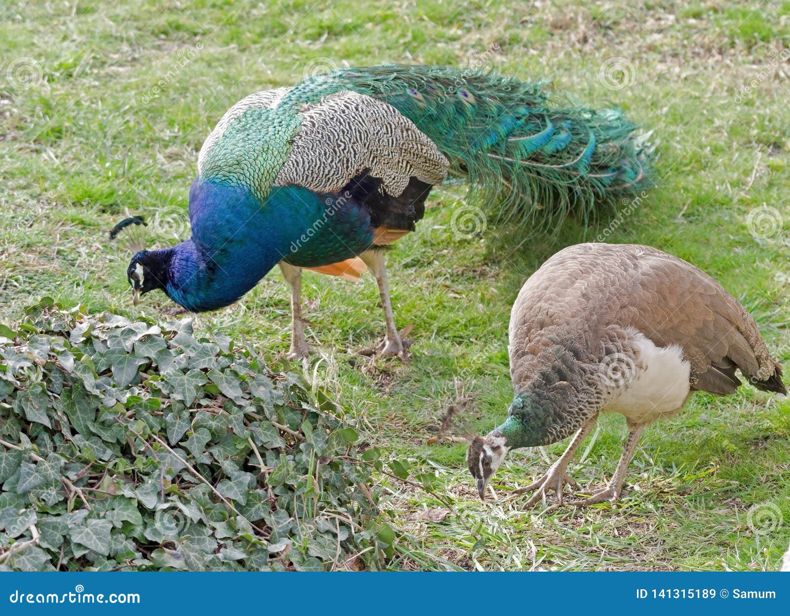 Female Peacock