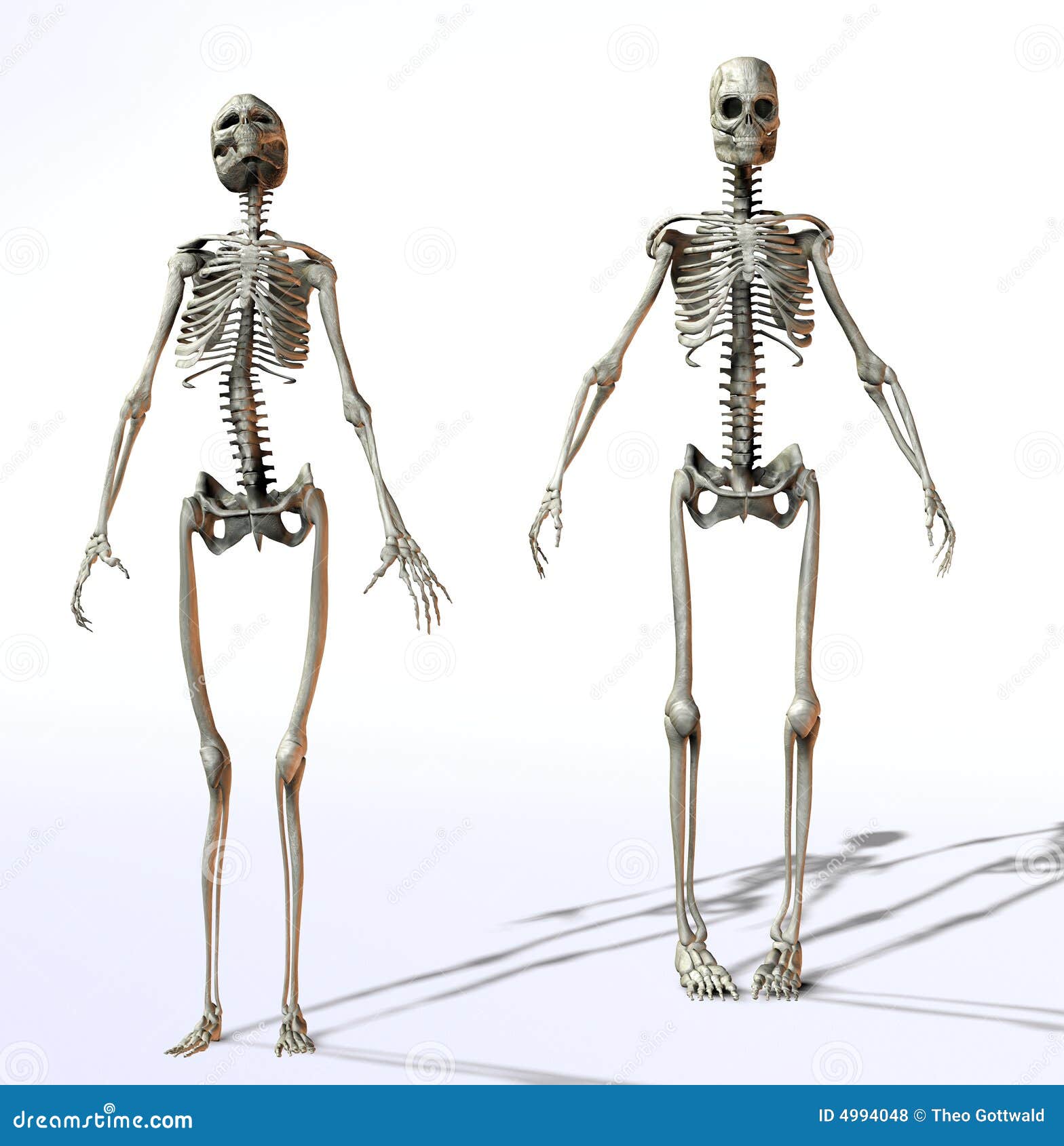 Female And Male Skeletons stock illustration. Image of concept - 4994048